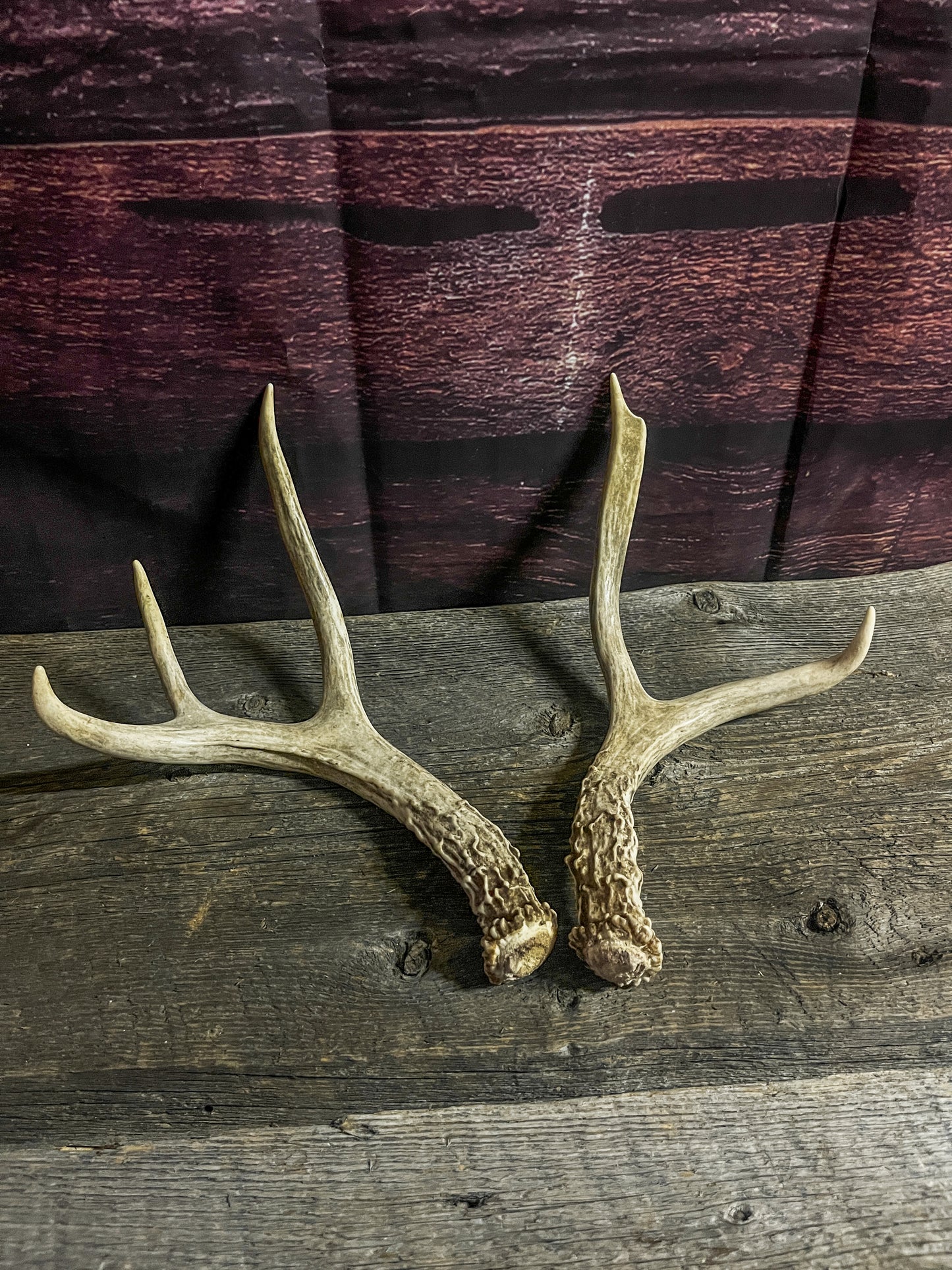 Small White-Tailed Deer Antler Set