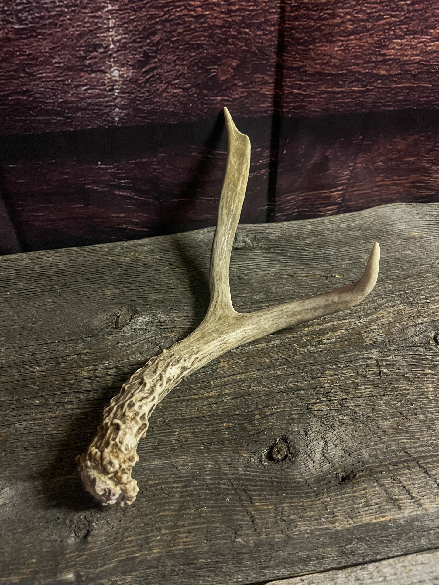 Small White-Tailed Deer Antler Set