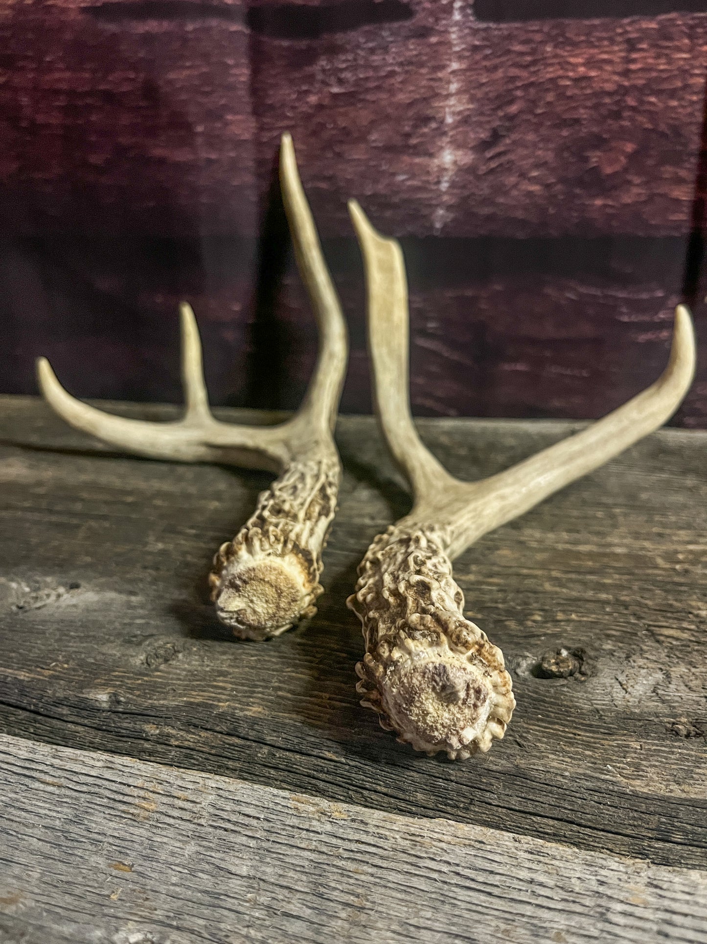 Small White-Tailed Deer Antler Set