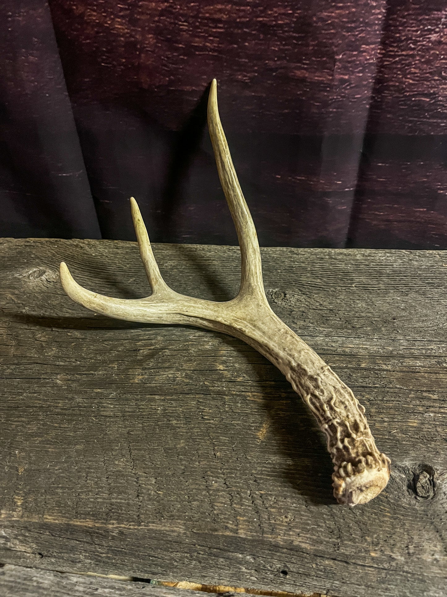 Small White-Tailed Deer Antler Set