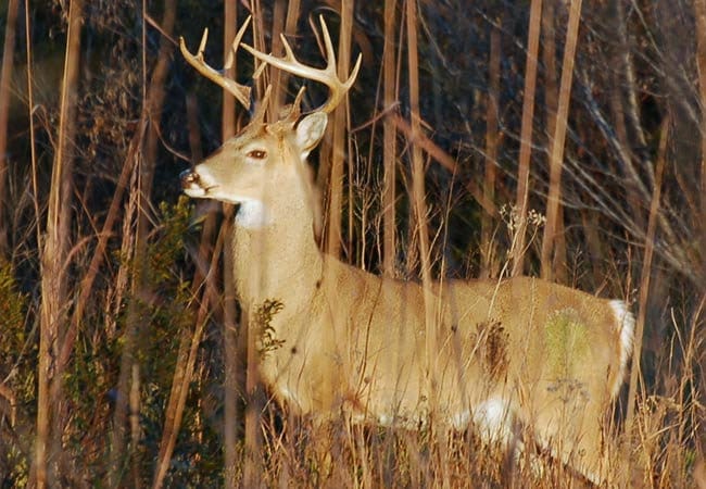 Deer Antlers (Poor Quality) - "Chalk Antlers". For Decorations, Crafting, and Much More