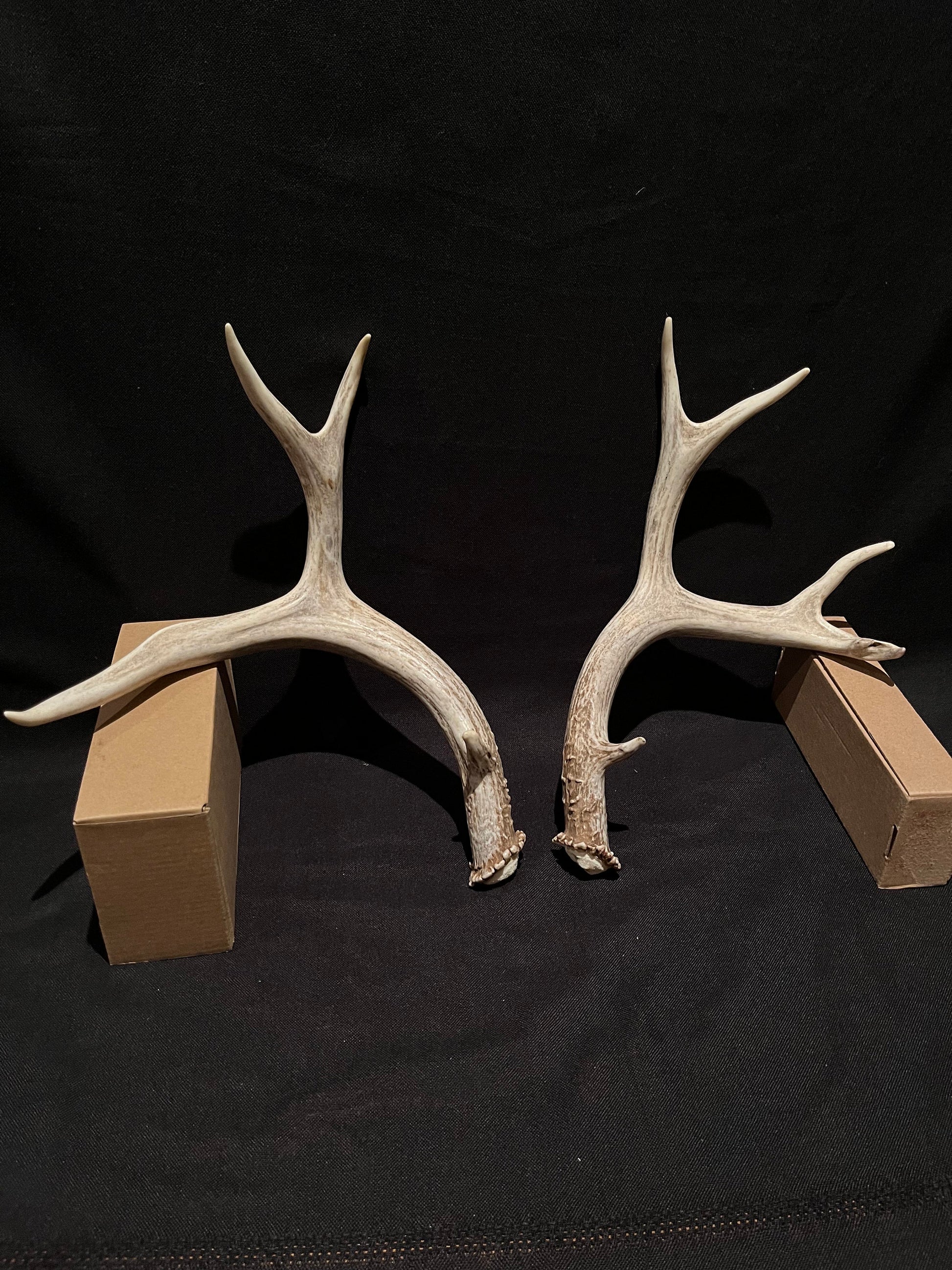 Deer Antlers - Classic Mule deer buck Antlers! Decor, crafting,