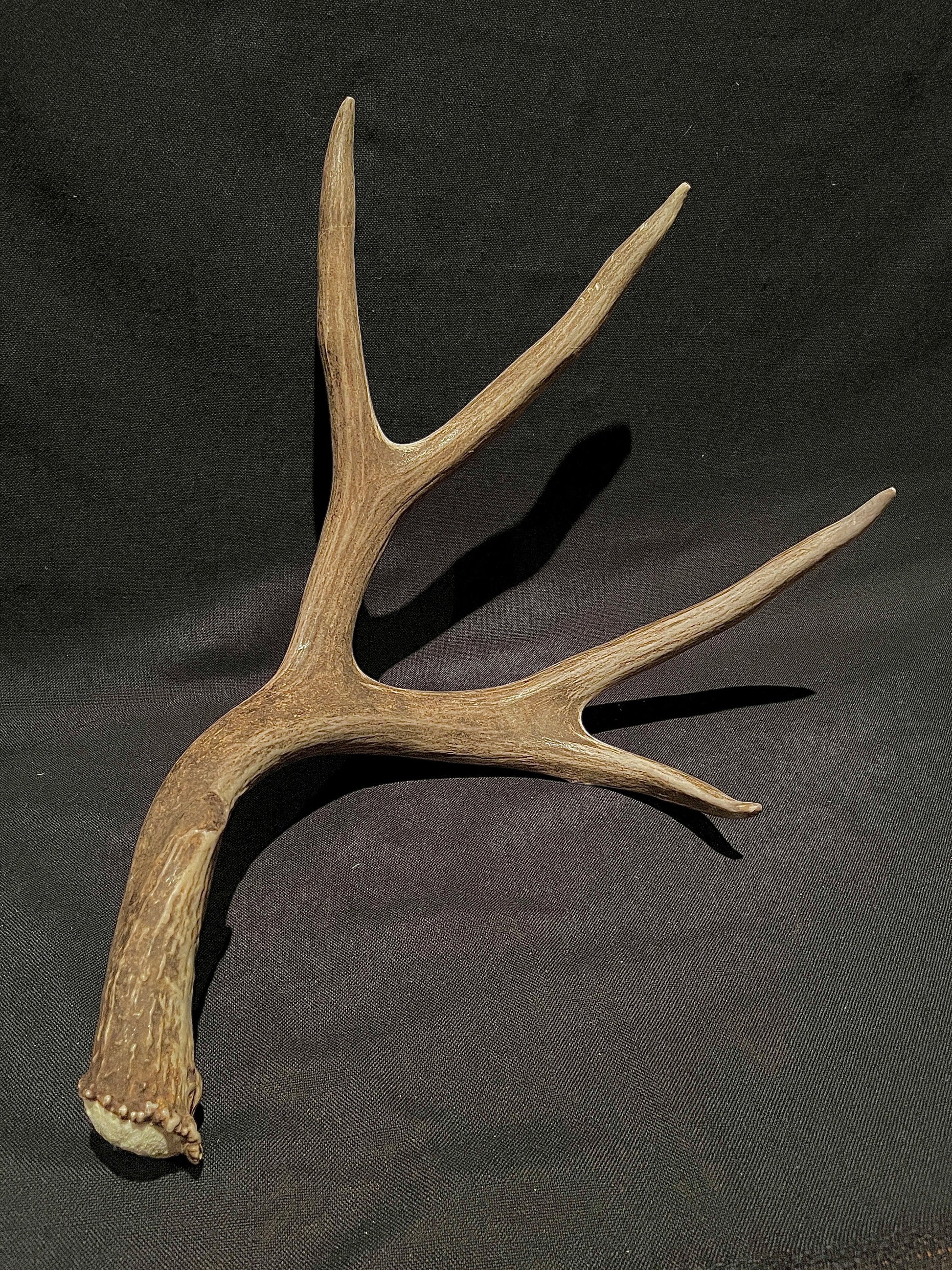 Mule Deer Antler. Extremely fresh find. Craft Antler, Deer horn, Decoration, Art Piece, and more.