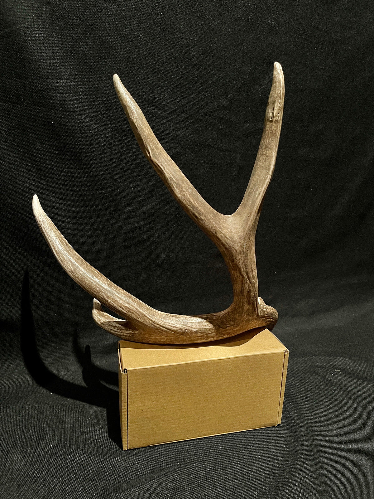 Incredibly Fresh, Wild Mule Deer Antler. (Dark Brown)