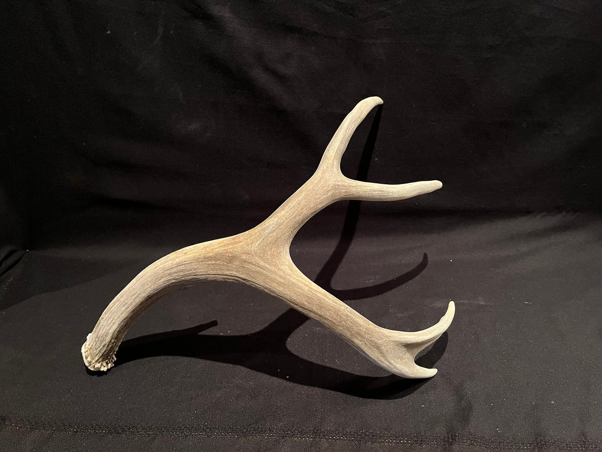 XL Mule Deer Antler - For Cabin and Rustic Style Decoration