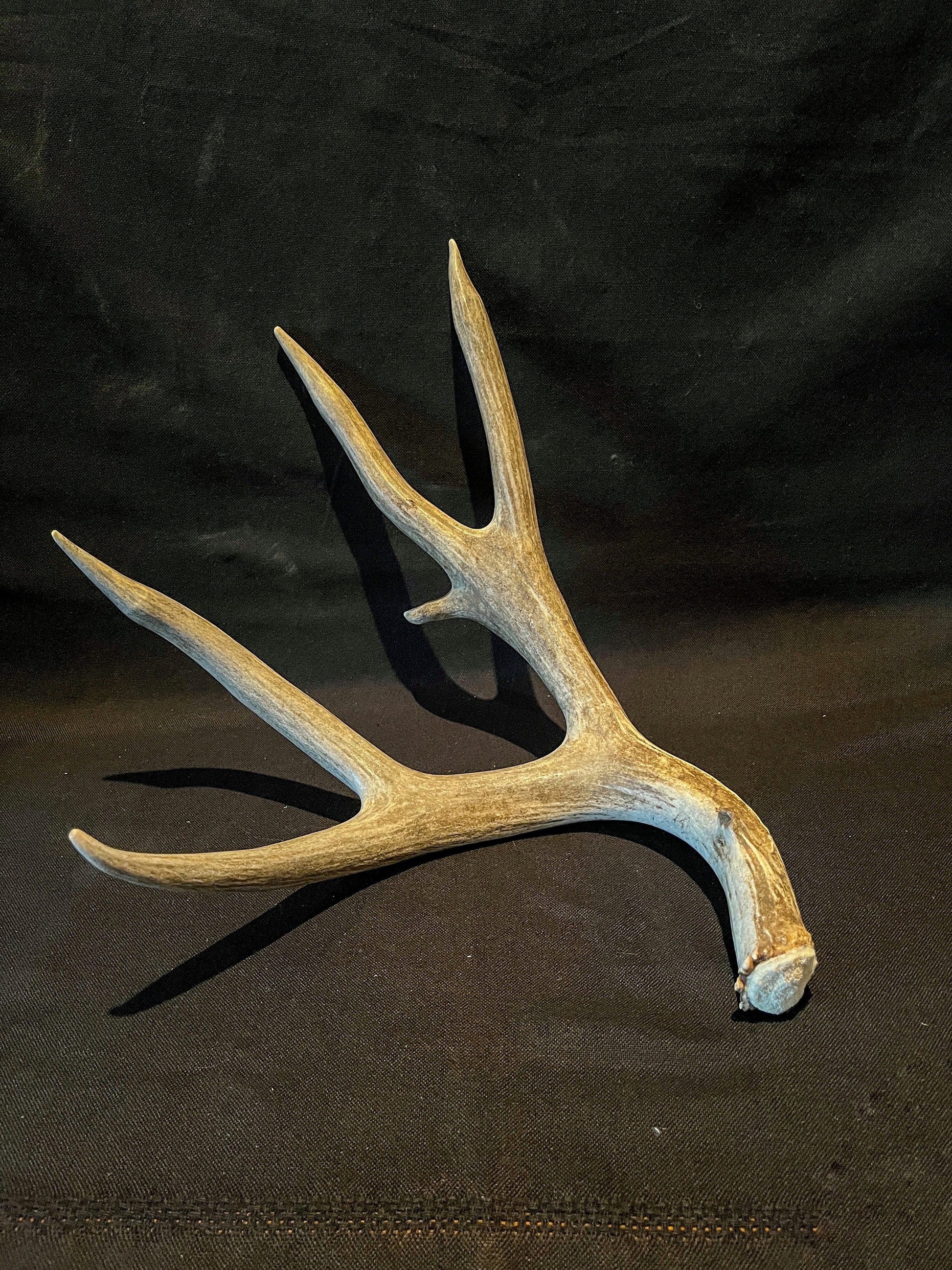 Dark 6 Point Mule deer antler. Large, Rustic style decoration. Cabin and Farm decor centrepiece.