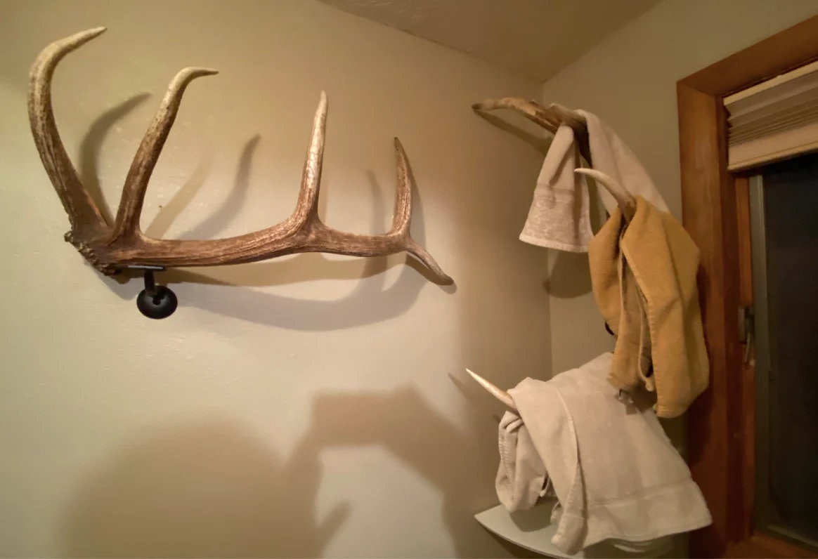Wild Canadian Bull Elk Antler. Home Decor, Table Centerpiece, and More.
