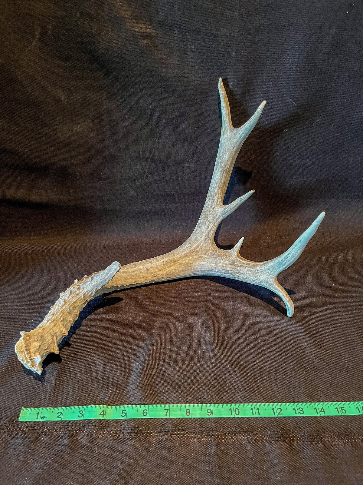 Mule deer antler. Extra funky antler - Unusual wild antler for rustic style decor, centrepiece, crafting and more!