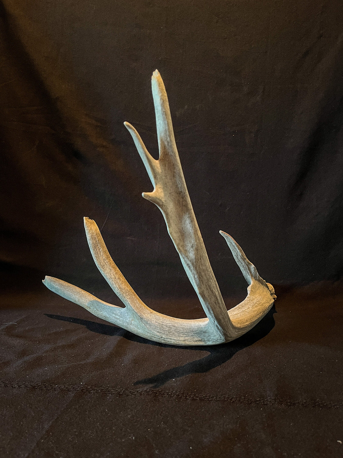 Huge deer Antler. For Crafting, Cabin Decor and More