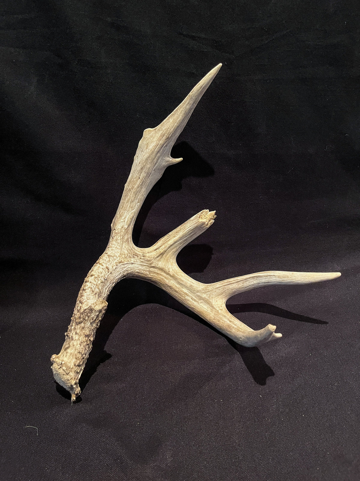 Giant White-Tailed Deer Antler – Rustic Decor, Crafting, Dog Chew