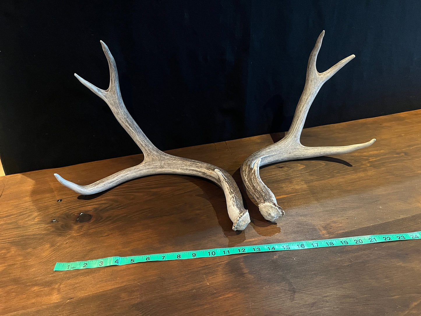 Mule deer antlers. Medium sized. Naturally shed. Decor. Crafting