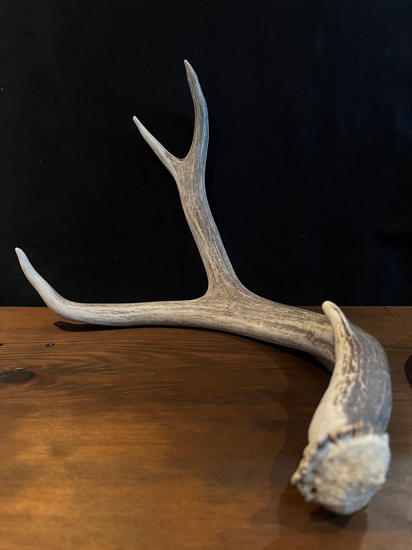 Mule deer antlers. Medium sized. Naturally shed. Decor. Crafting