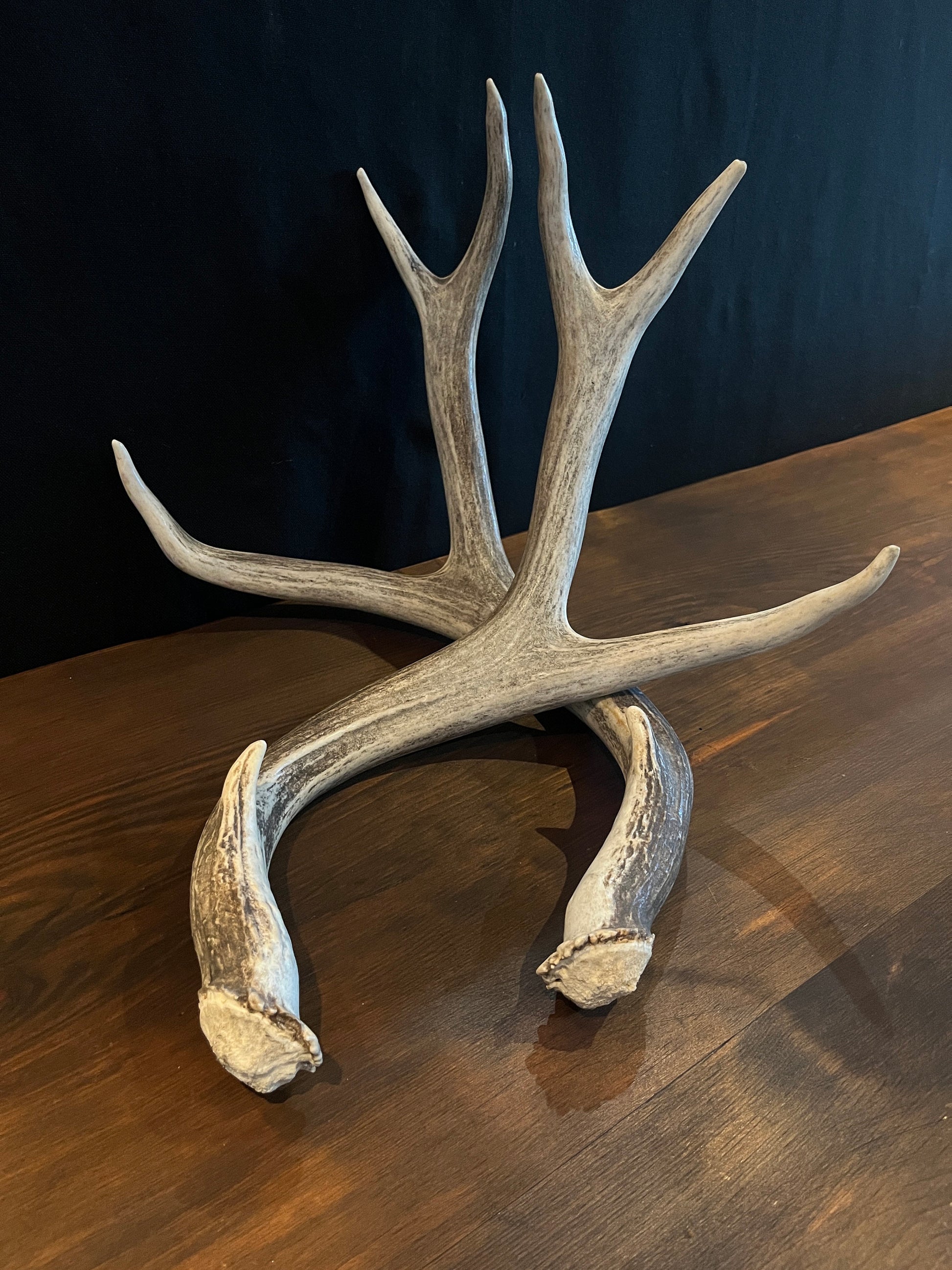 Mule deer antlers. Medium sized. Naturally shed. Decor. Crafting