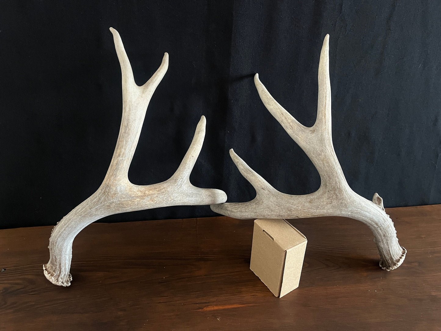 Mule Deer Antler Set. For Decor, Pet Chews, and so much more. Wild, Naturally Shed, Canadian Deer Antler set.