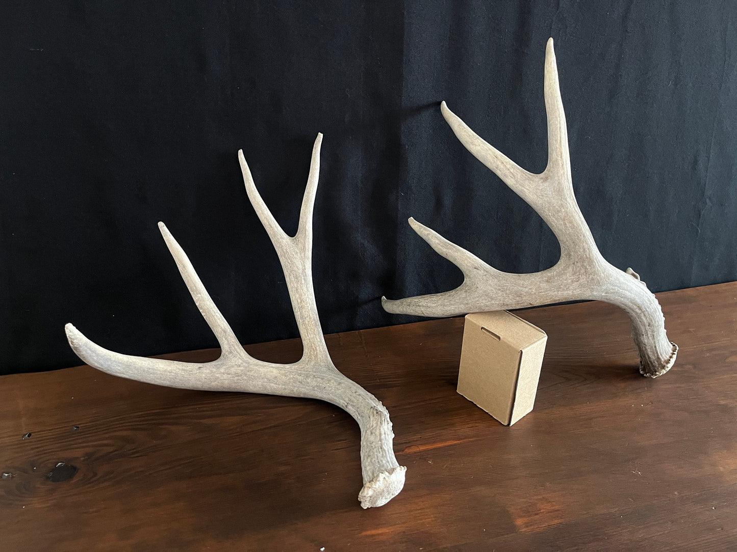 Mule Deer Antler Set. For Decor, Pet Chews, and so much more. Wild, Naturally Shed, Canadian Deer Antler set.