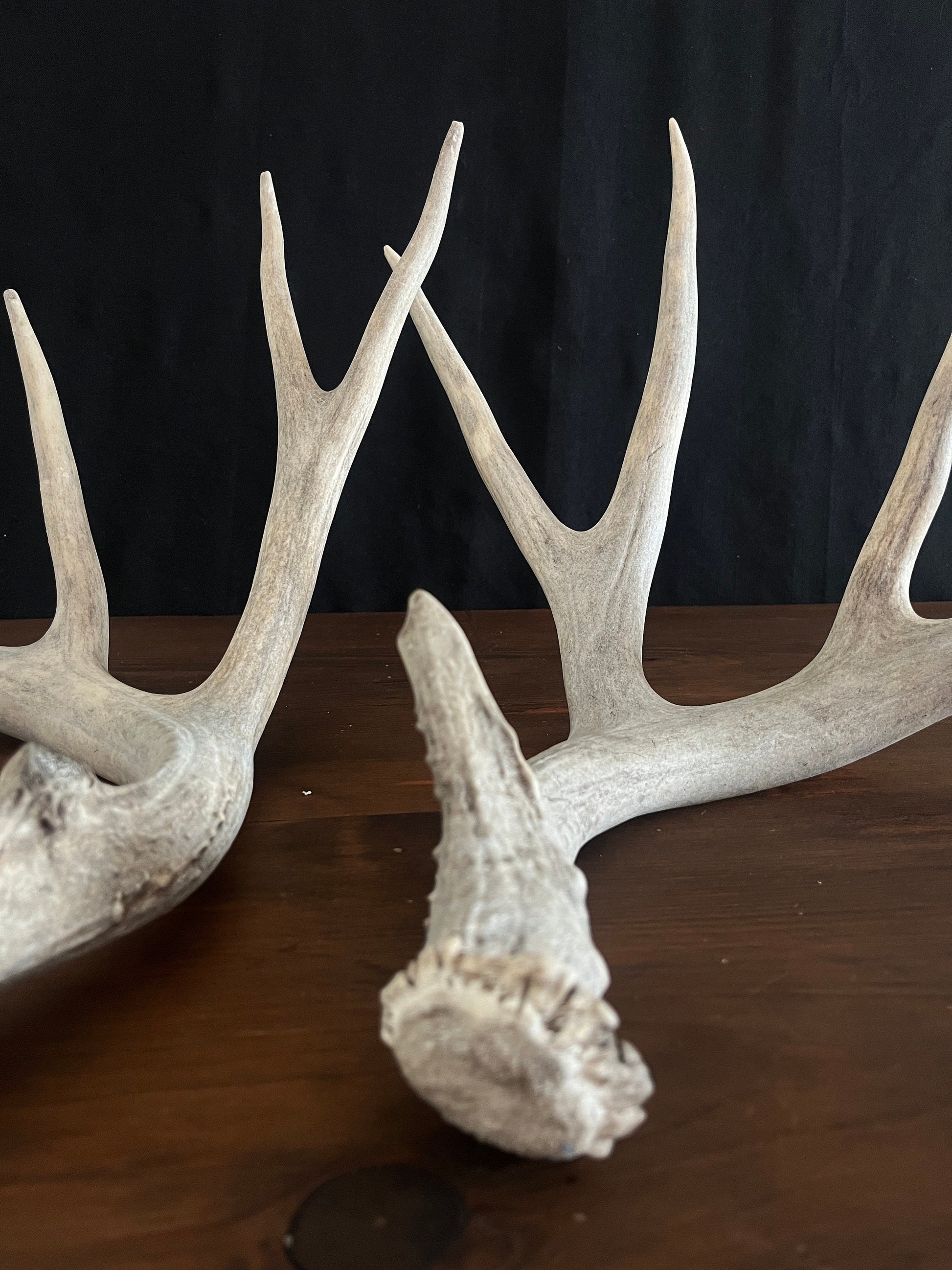 Mule Deer Antler Set. For Decor, Pet Chews, and so much more. Wild, Naturally Shed, Canadian Deer Antler set.