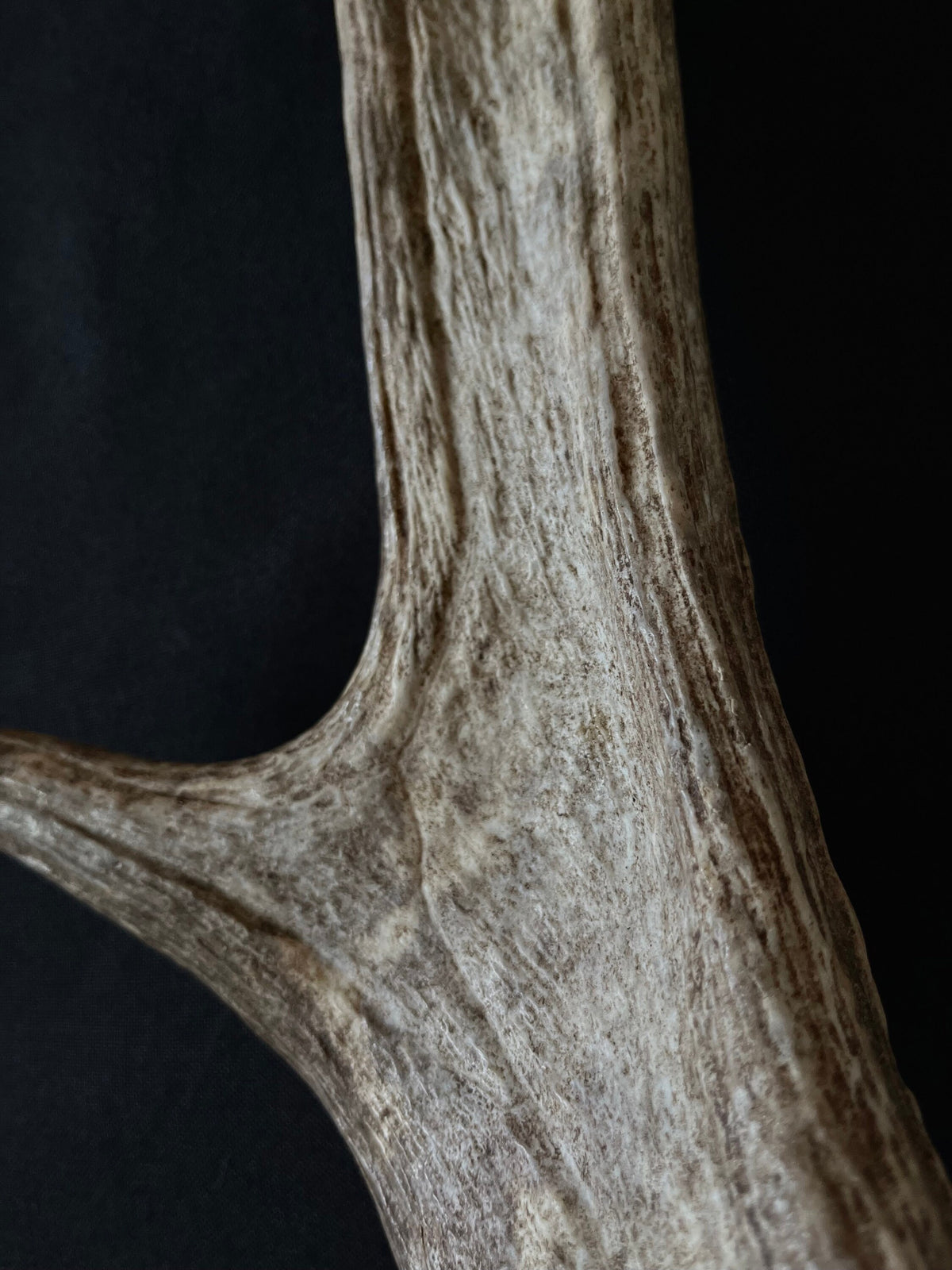 Med-sized Bull Moose Antler. Ideal Crafting, Carving or Decor Antler