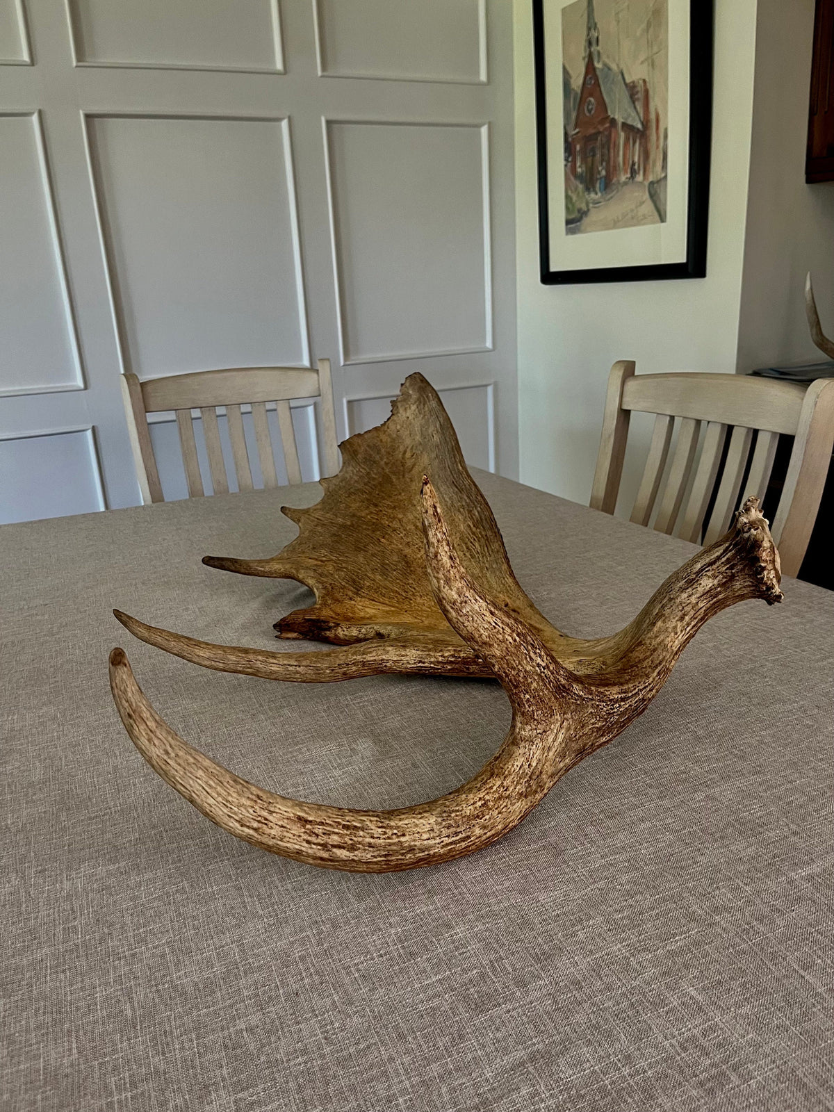 Extra Large Canadian Bull Moose Antler - Self Standing!