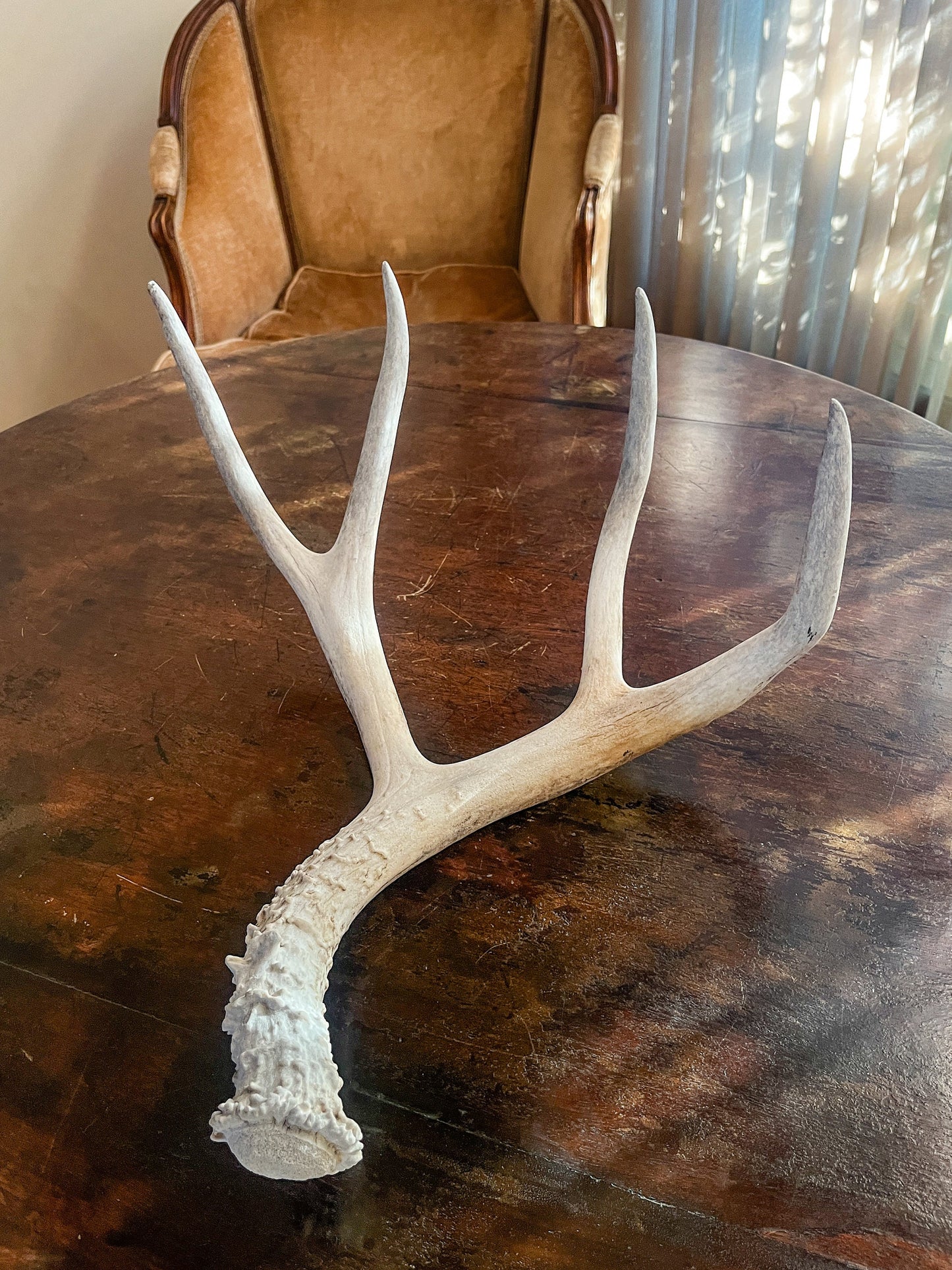 Mule Deer Antler. Deer Horn/Antler, Cabin, Rustic Style Decoration and Crafting!