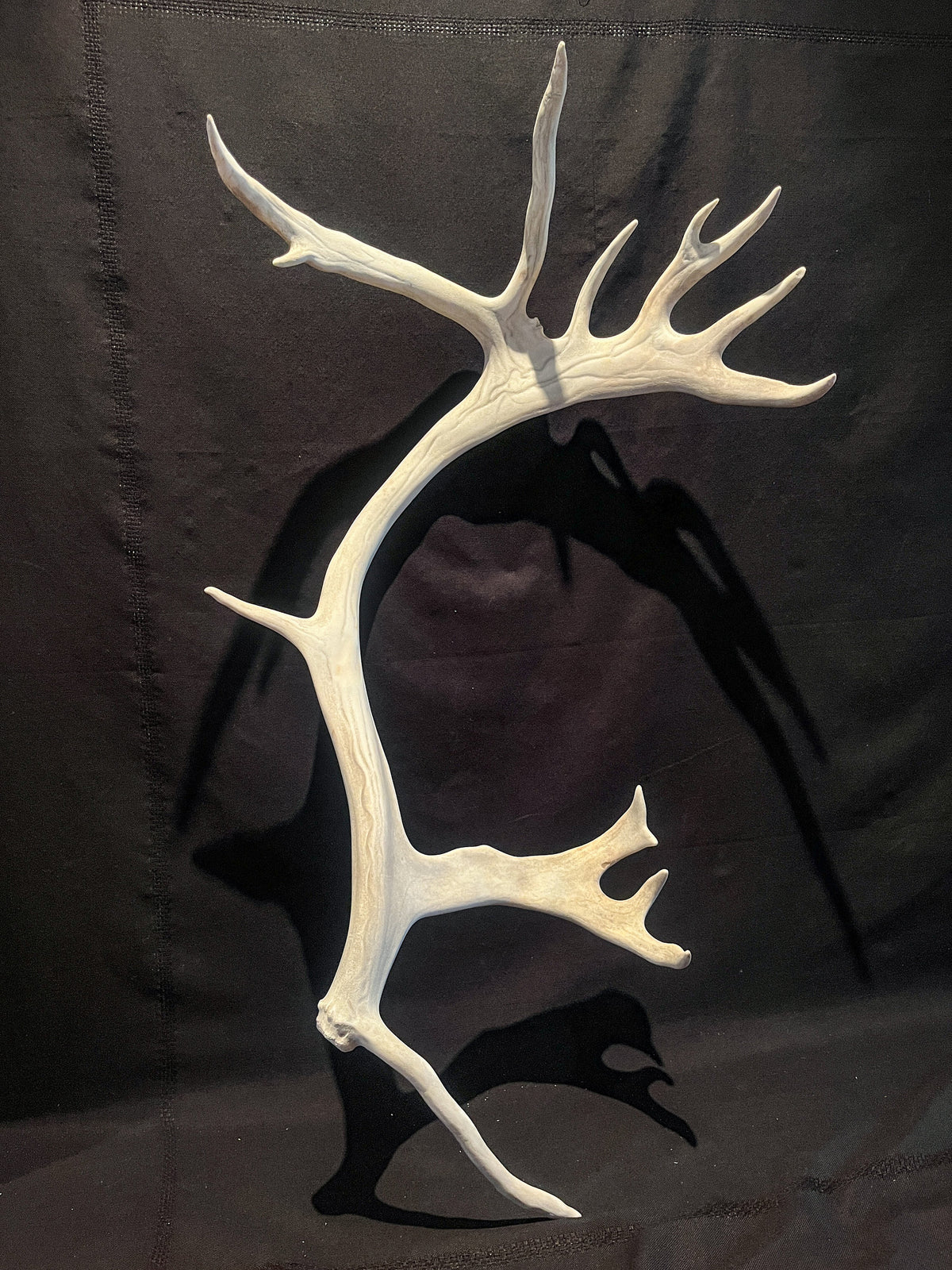 Reindeer Antler! Massive Bull Caribou Antler - Unique Home Decor or Crafting Item.