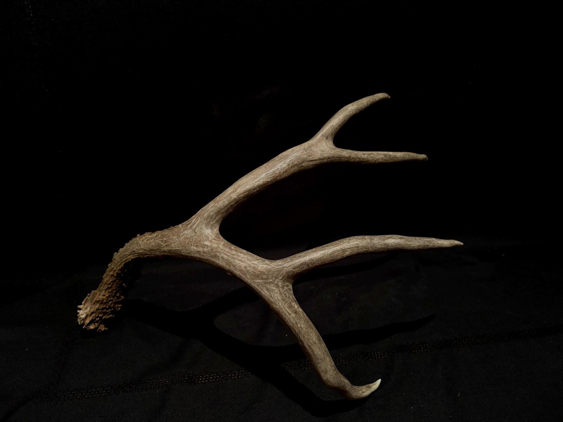 Large Mule deer antlers. Classic Canadian, trophy size deer Antlers