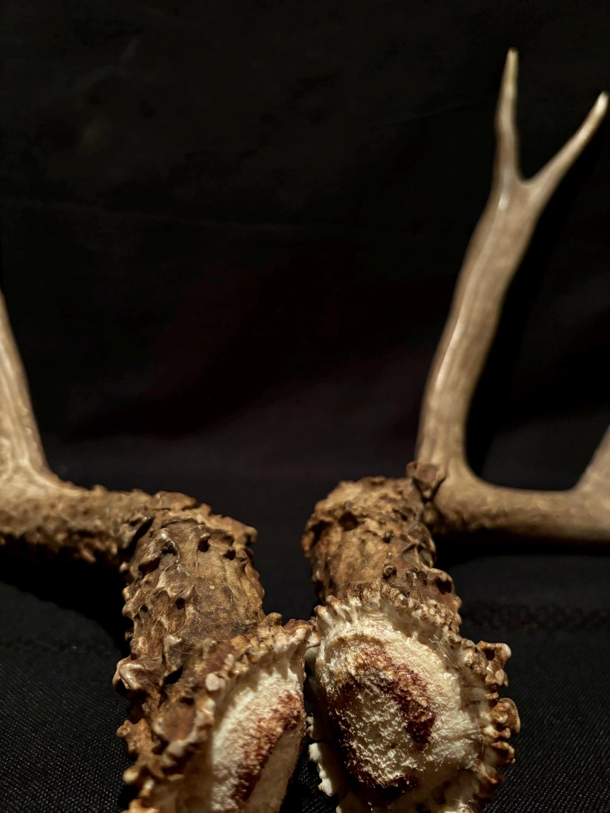 Large Mule deer antlers. Classic Canadian, trophy size deer Antlers