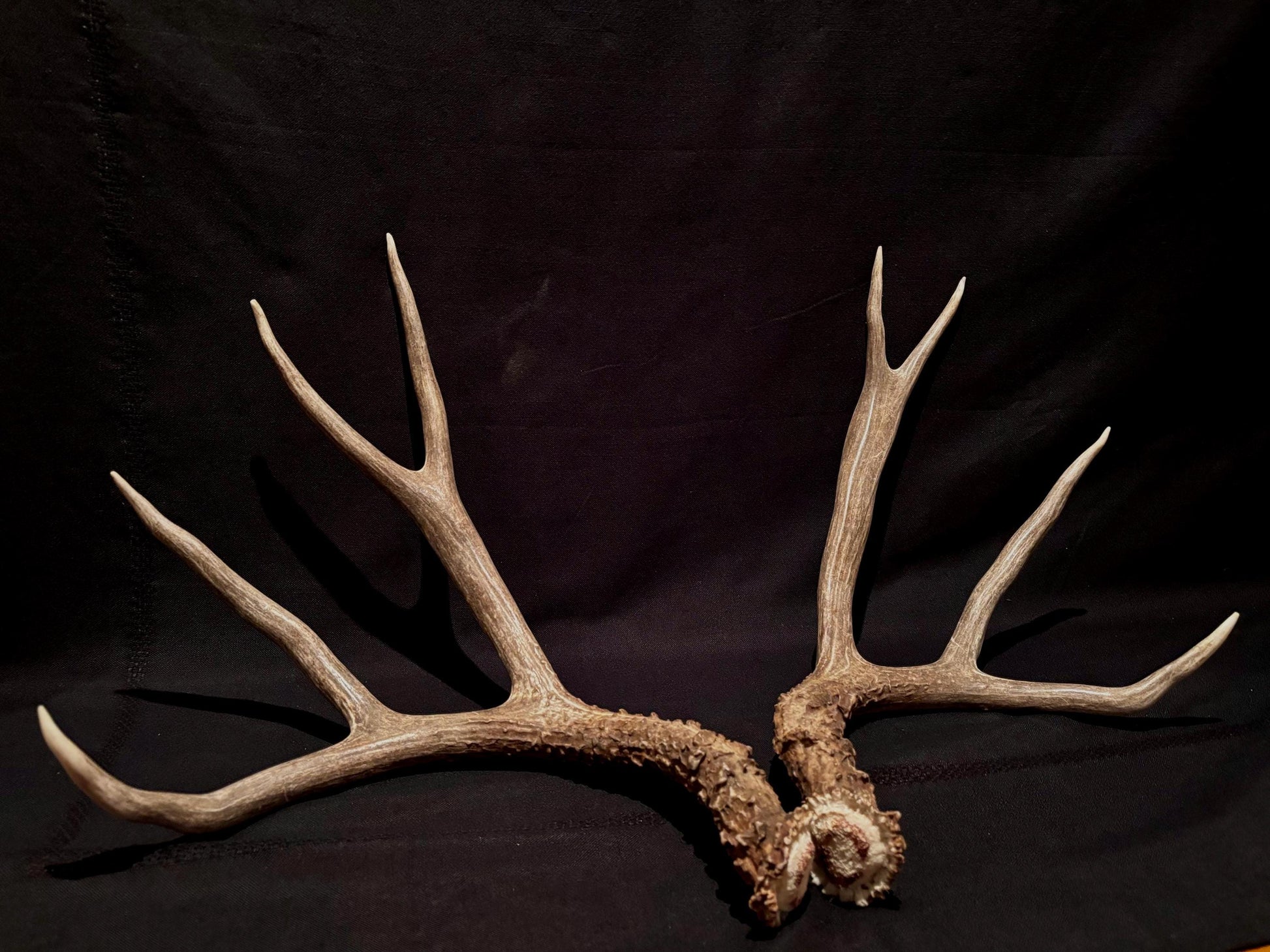 Large Mule deer antlers. Classic Canadian, trophy size deer Antlers