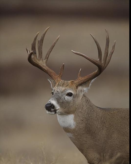 4 Deer Antlers - 2 Matched Sets From the Same Deer. Insane Mass. Super Heavy Whitetailed deer