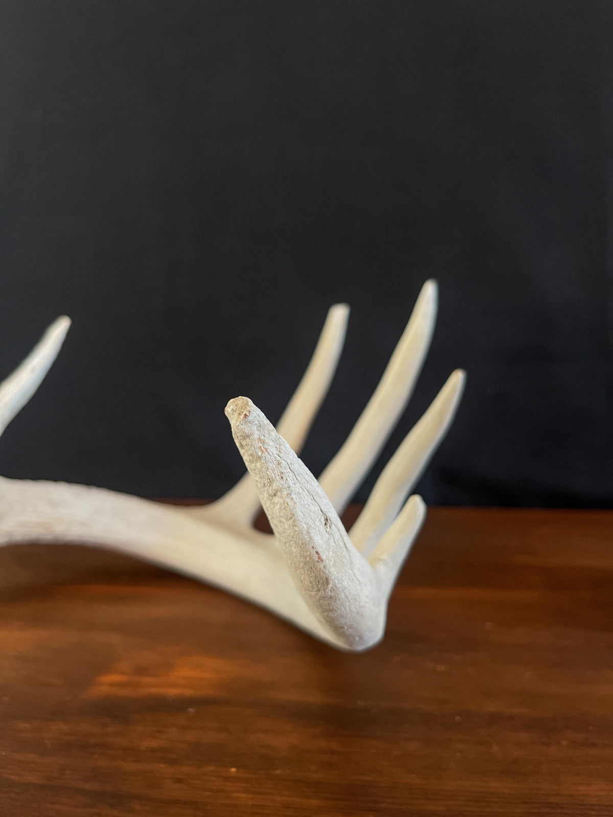 Large White-tailed Deer Antler (older) - For Decor, Design, Crafting and More!