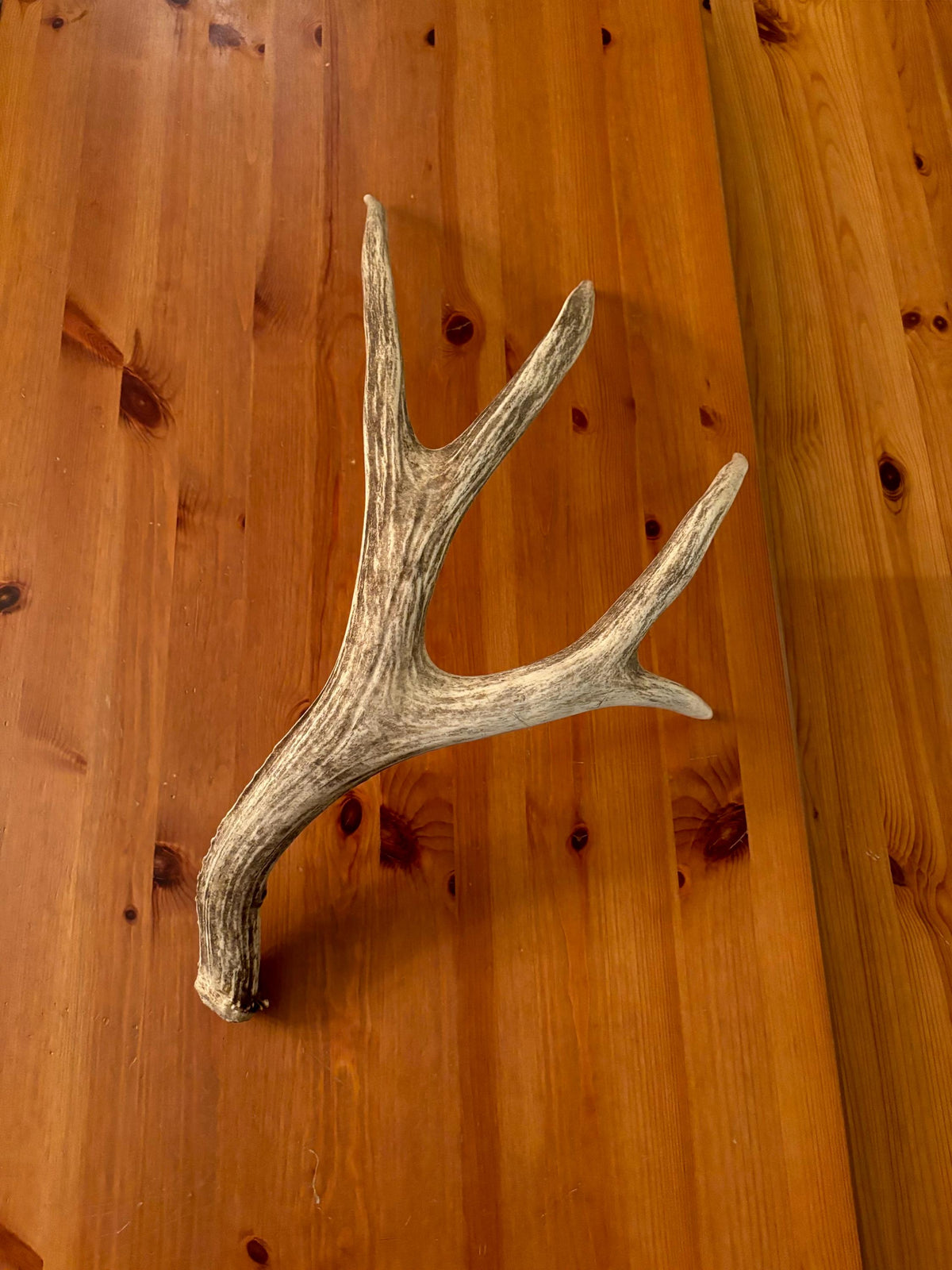 Incredible Large Mule deer Shed Antler - Fresh Brown