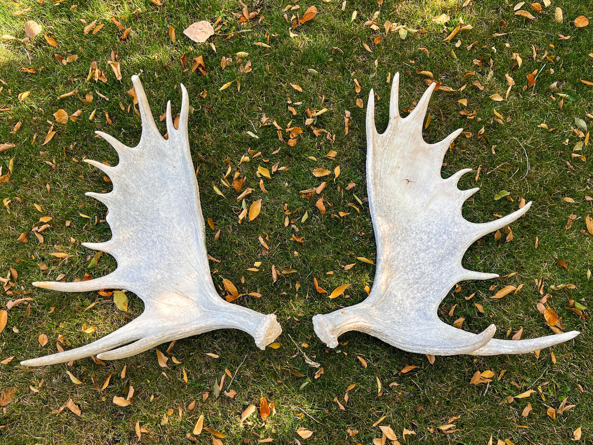 GIANT Canadian Moose Antler Pair. Massive Antlers for Carving, Centrepieces and More