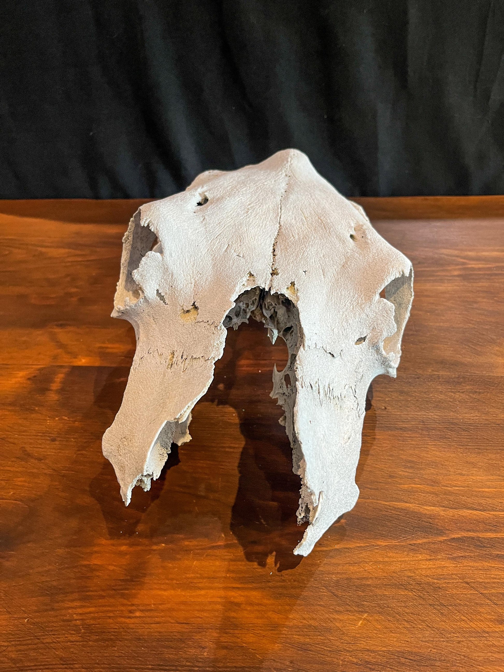 Real Cow Skull from Farm Field. Old, Clean Skull from Cattle Farm.