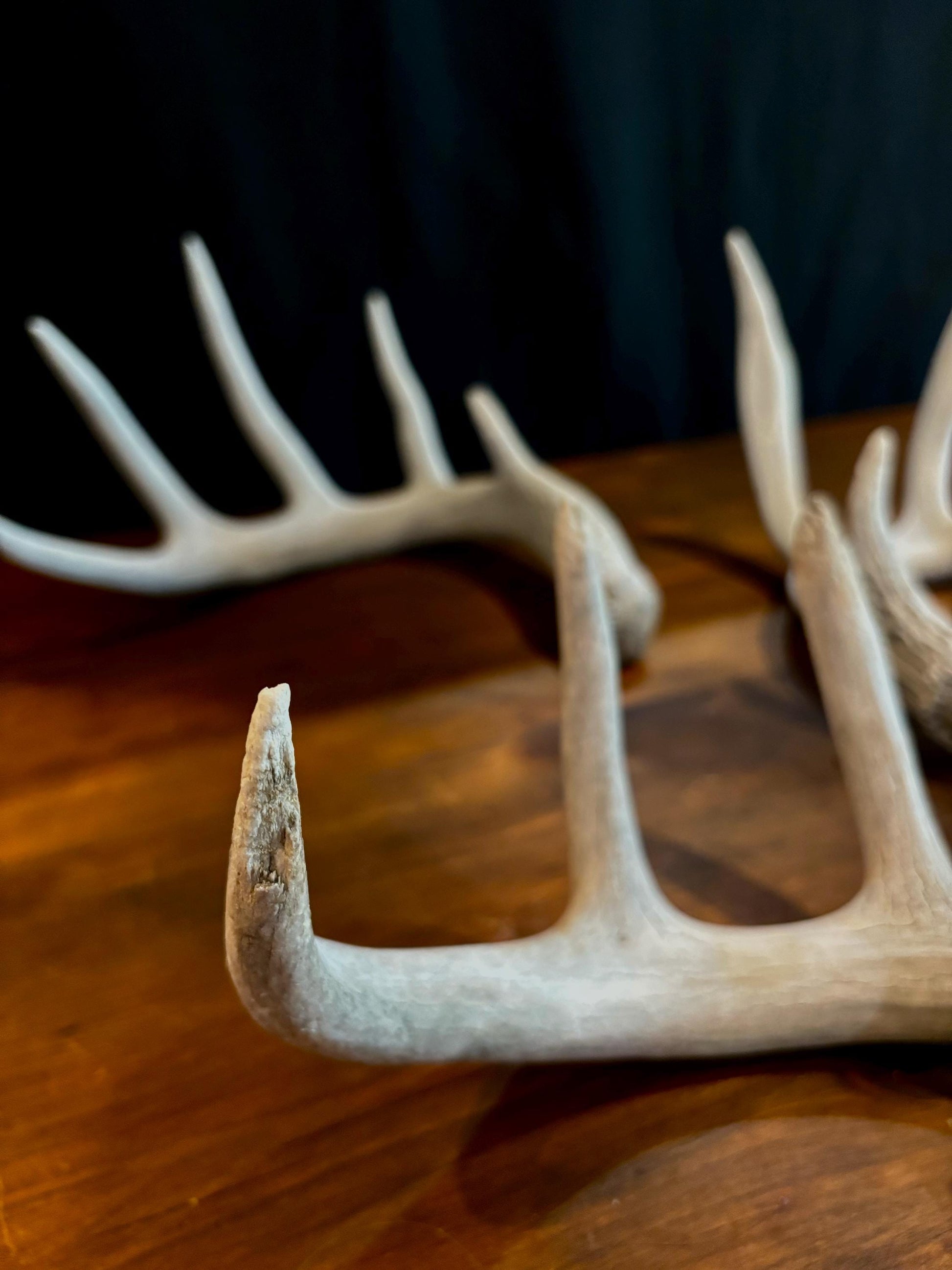 Deer Antlers (Poor Quality) - "Chalk Antlers". For Decorations, Crafting, and Much More