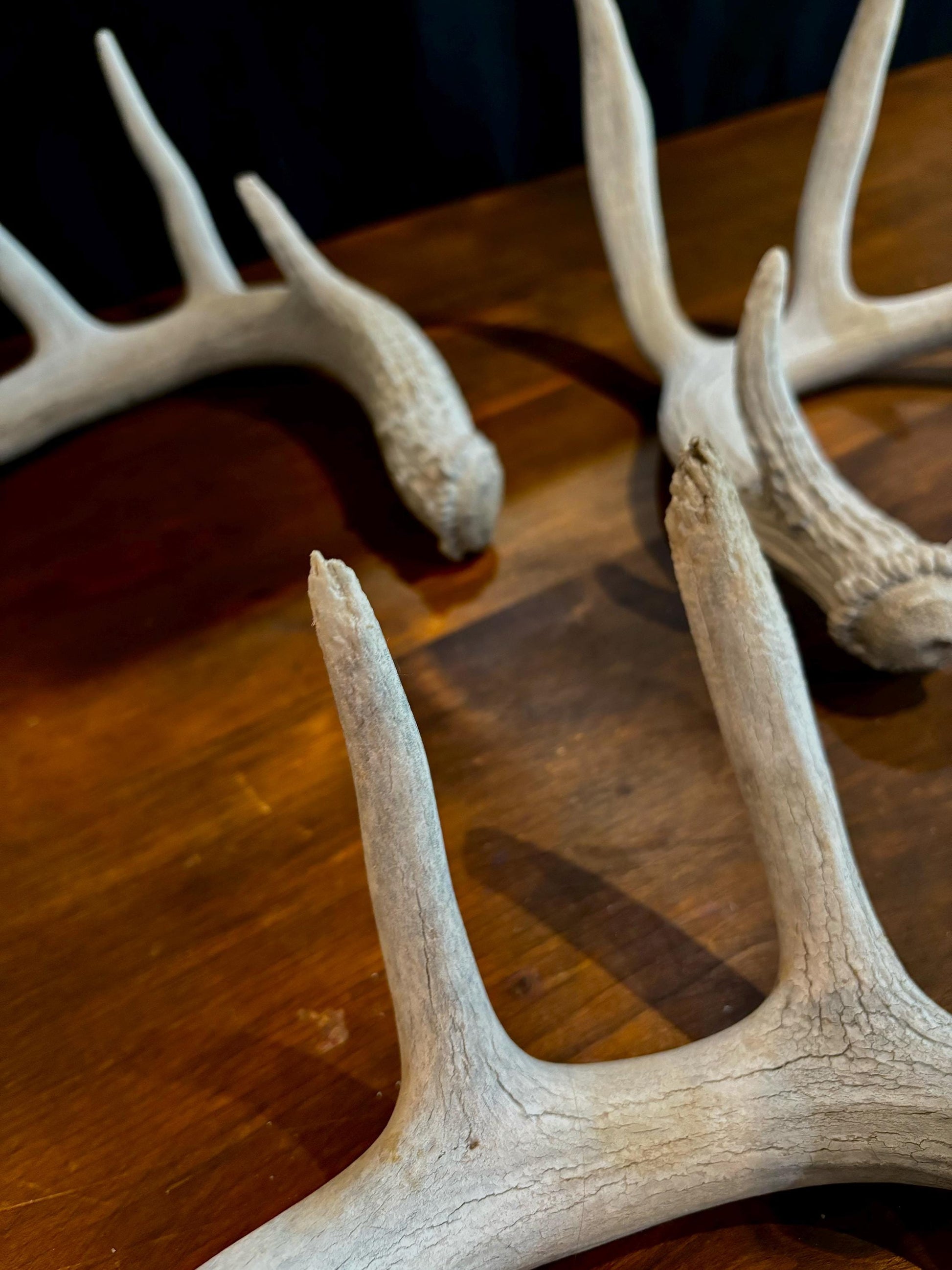 Deer Antlers (Poor Quality) - "Chalk Antlers". For Decorations, Crafting, and Much More