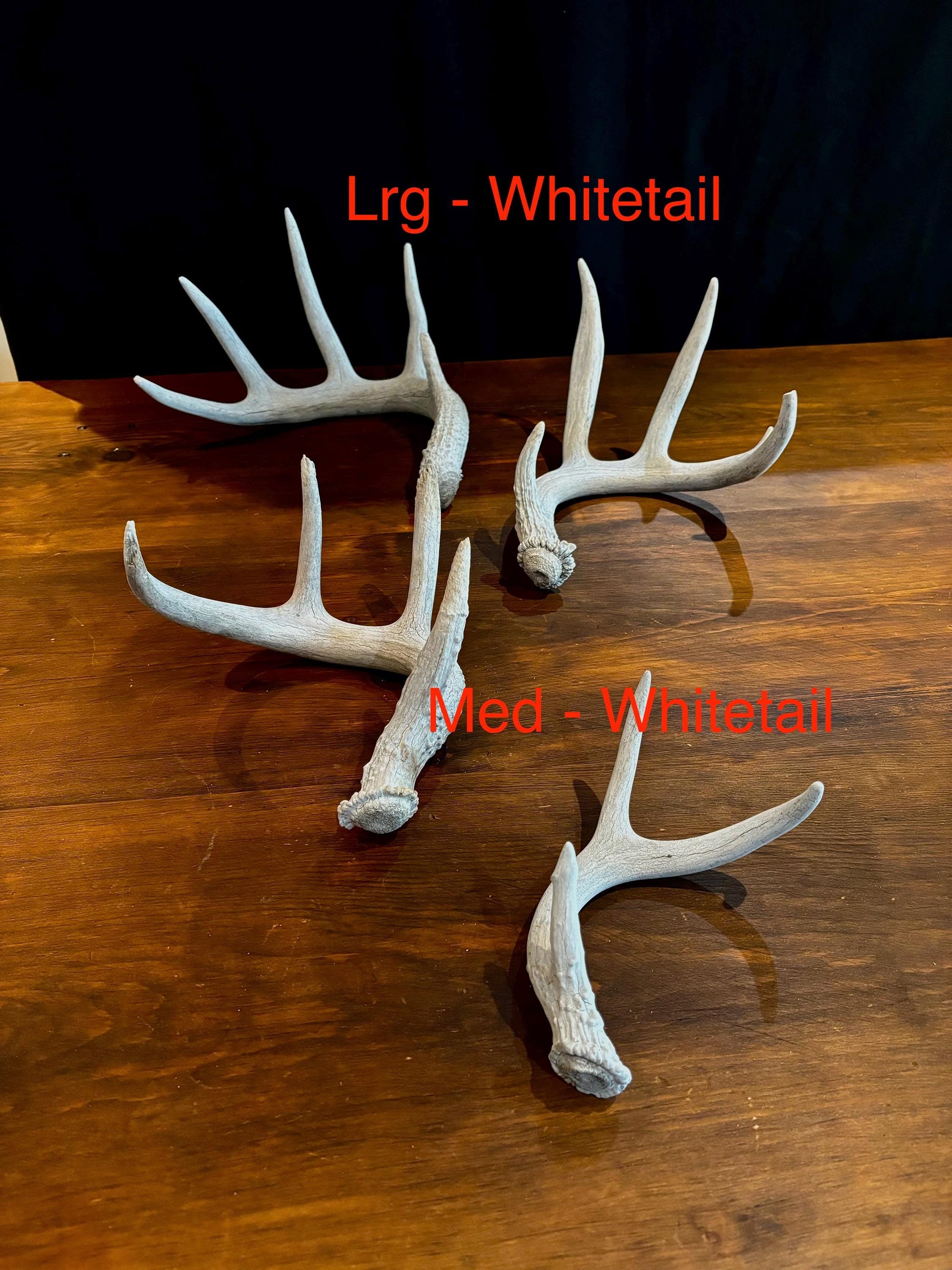Deer Antlers (Poor Quality) - "Chalk Antlers". For Decorations, Crafting, and Much More