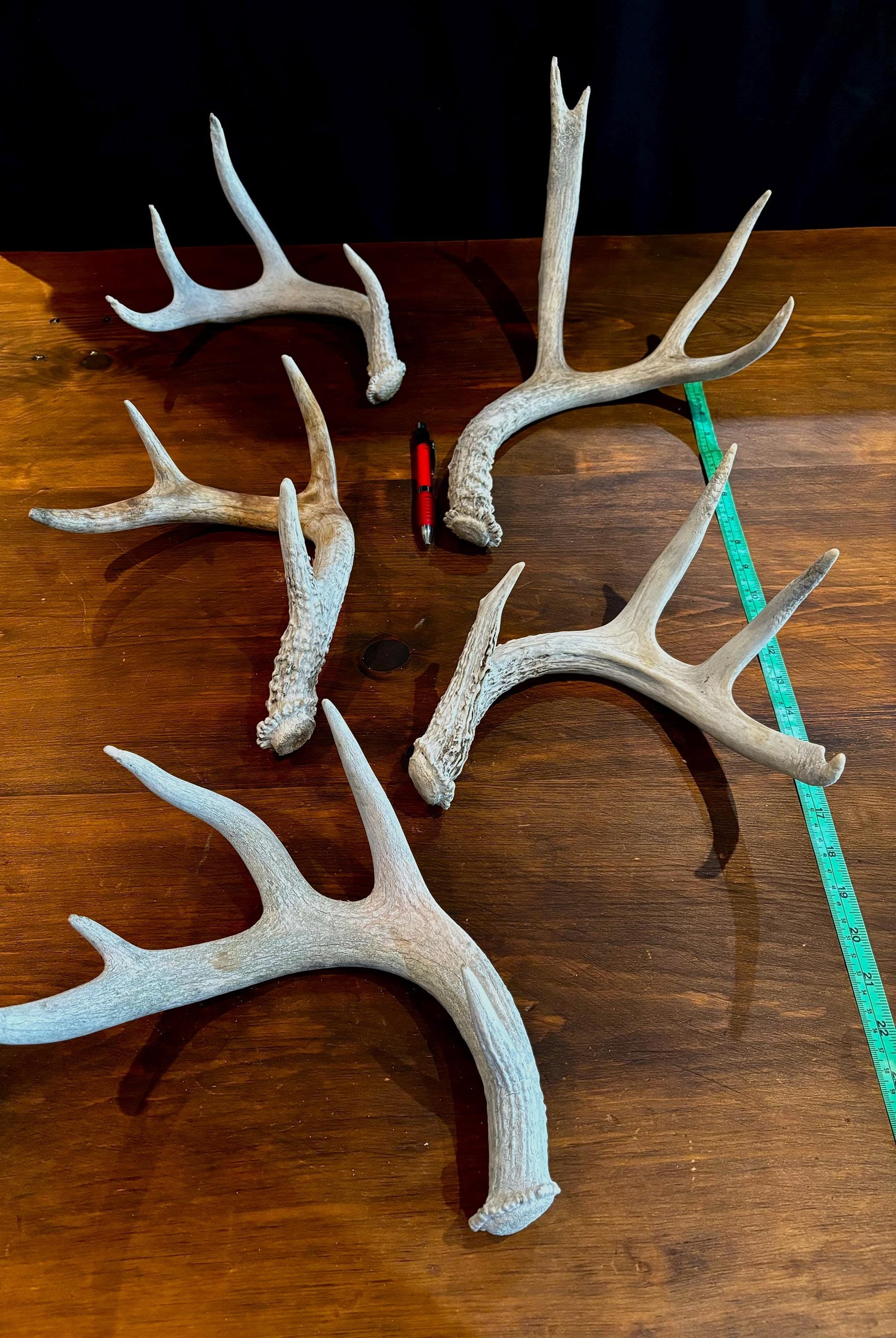 Deer Antlers (Poor Quality) - "Chalk Antlers". For Decorations, Crafting, and Much More