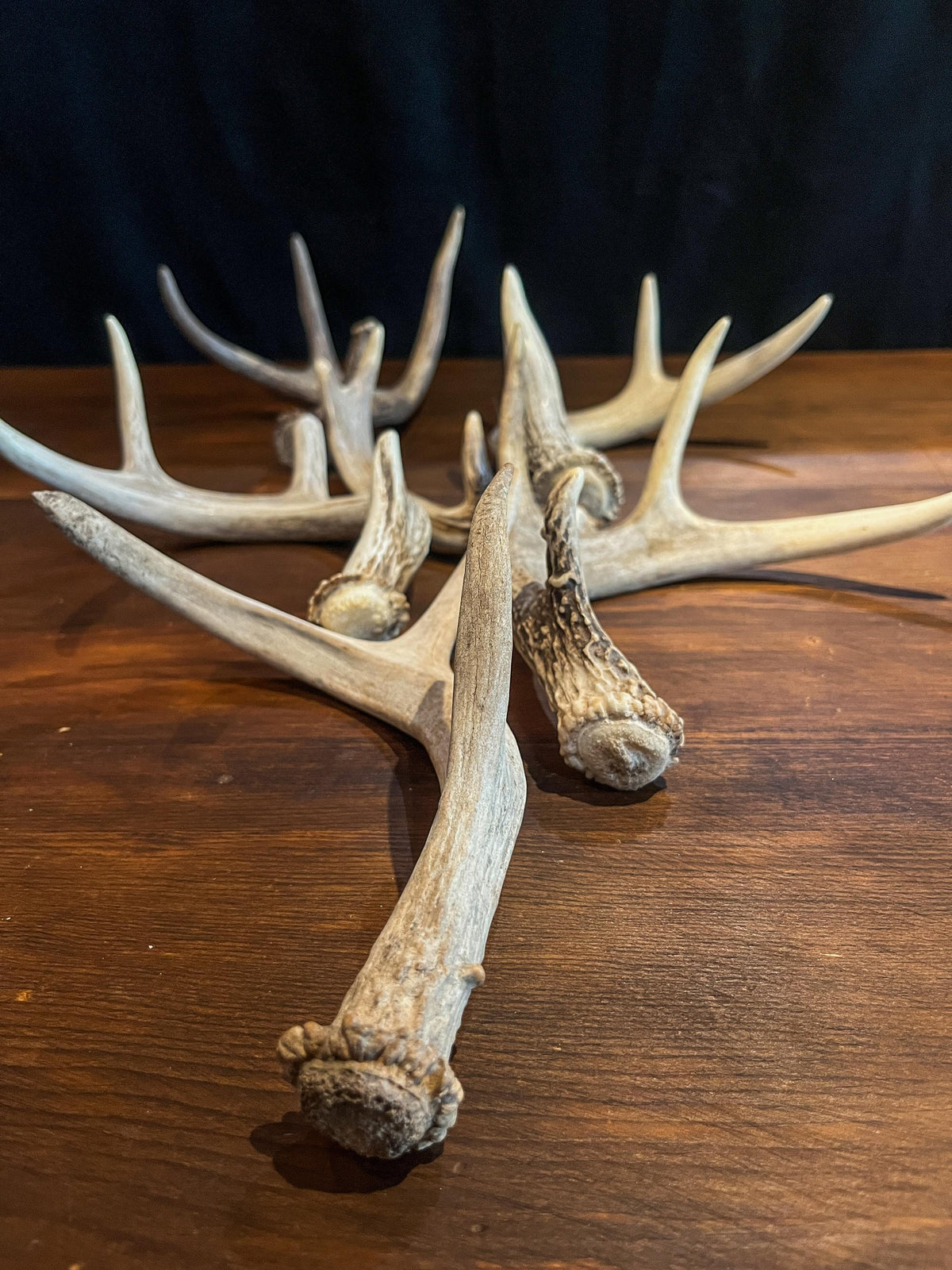 Fresh, Small White-tail and Mule Deer Antlers. Crafting, Decorations and So Much More. Highest Quality, Naturally Shed