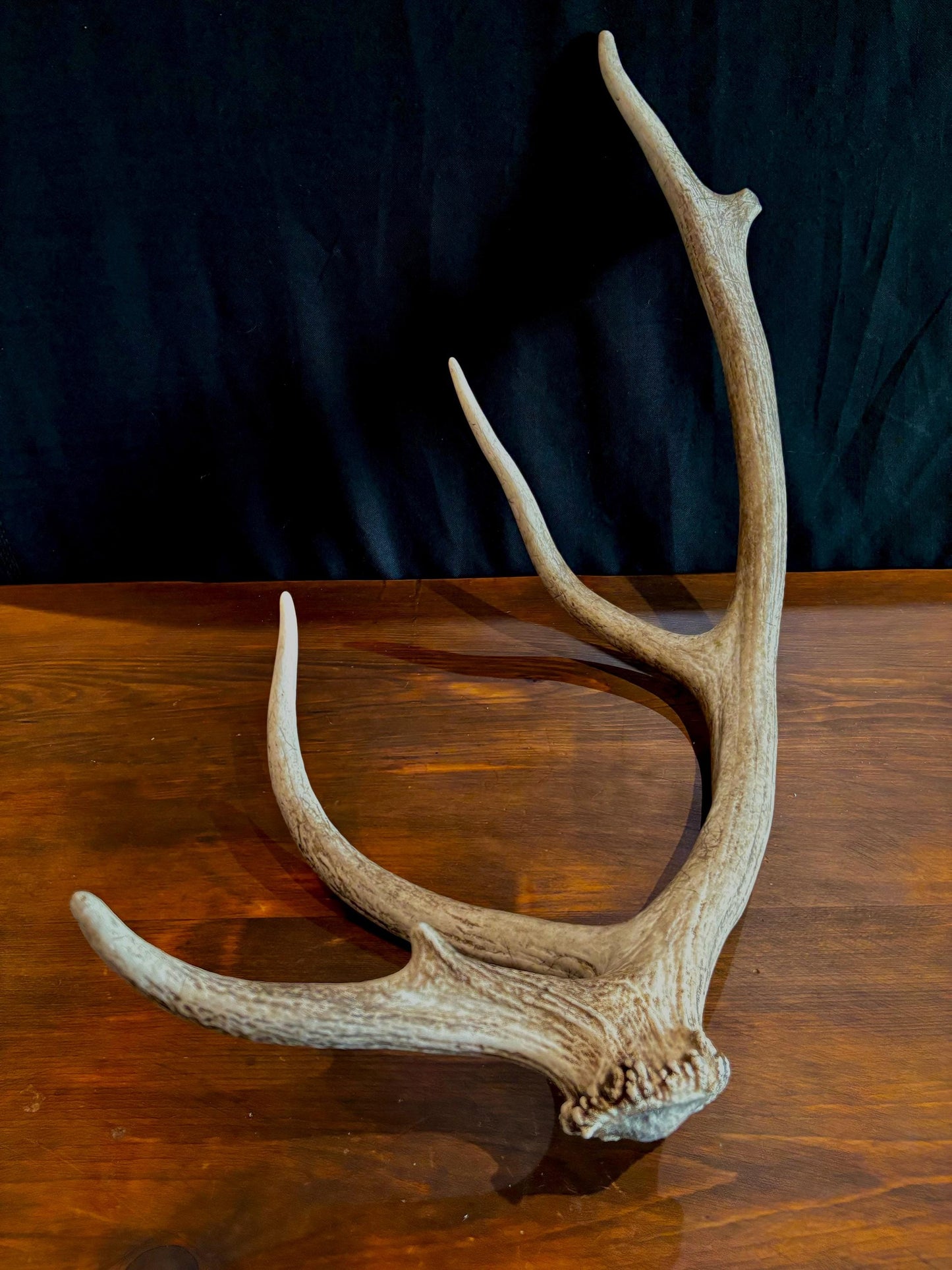 Elk Antler From A Wild Canadian Bull Elk. Crafting, Home Decor, and More.