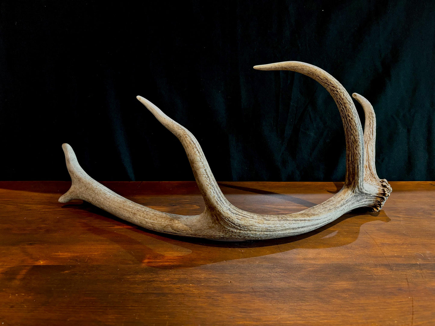 Elk Antler From A Wild Canadian Bull Elk. Crafting, Home Decor, and More.