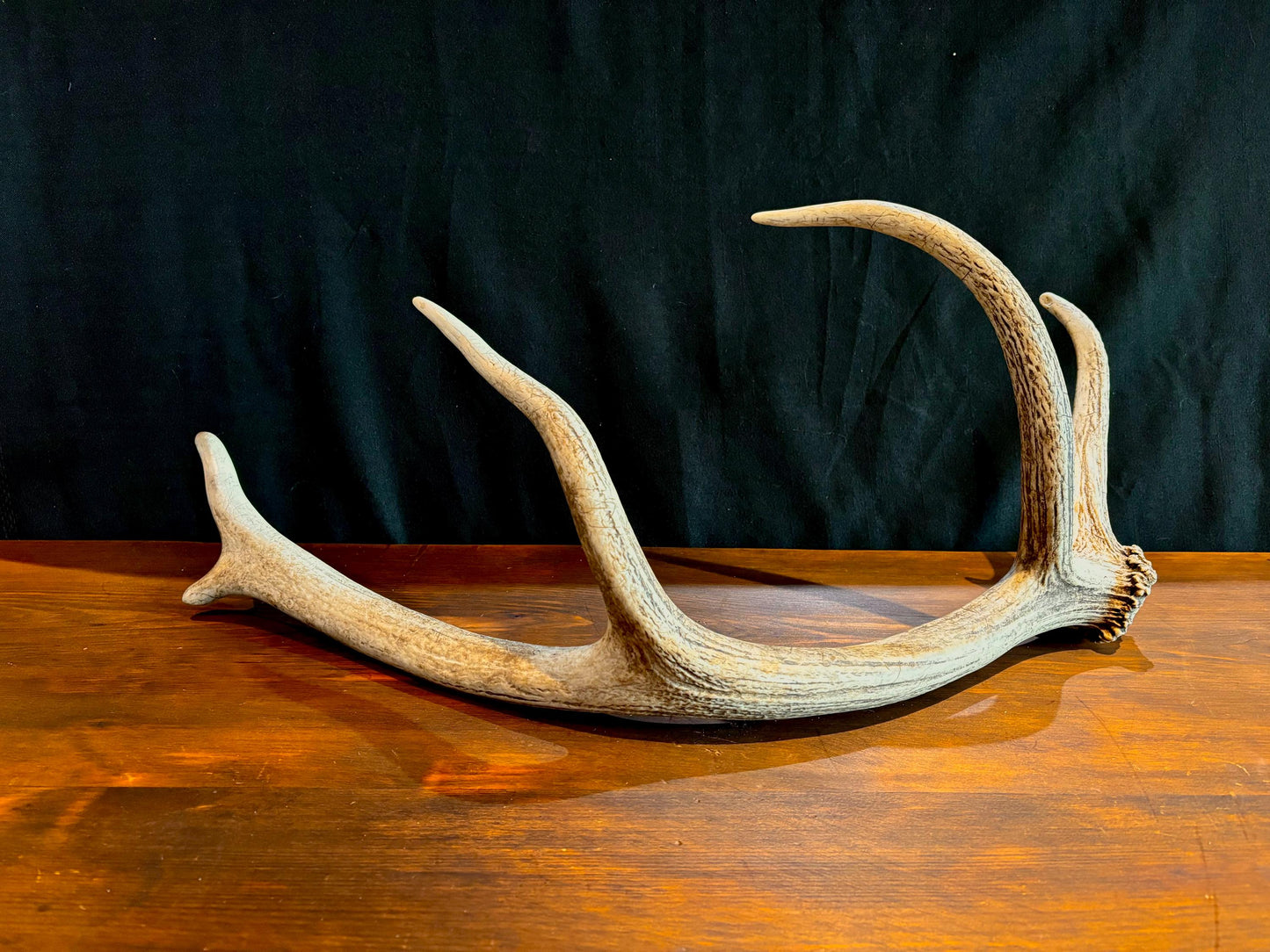 Elk Antler From A Wild Canadian Bull Elk. Crafting, Home Decor, and More.