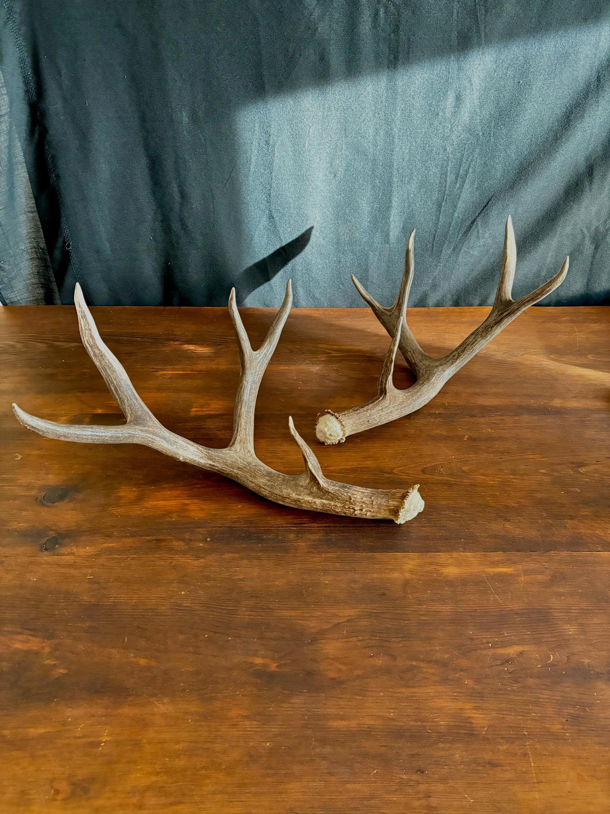 Classic Mule deer Antler Set! Northern Canada Deer Antlers/Horns! For Crafting, Decor and Much More!