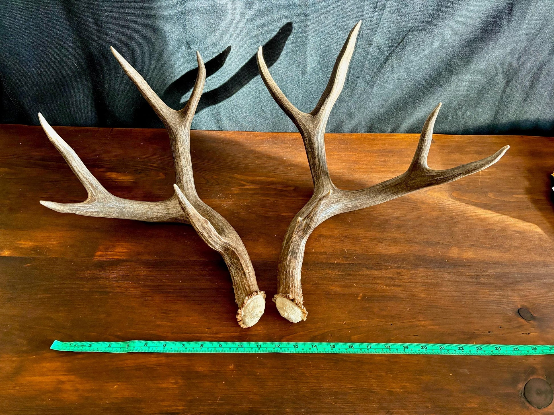 Classic Mule deer Antler Set! Northern Canada Deer Antlers/Horns! For Crafting, Decor and Much More!