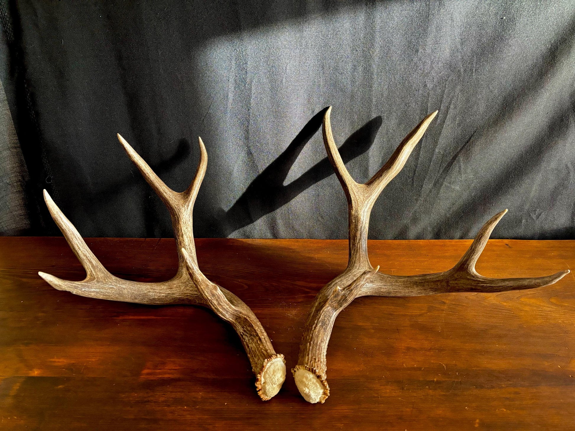 Classic Mule deer Antler Set! Northern Canada Deer Antlers/Horns! For Crafting, Decor and Much More!