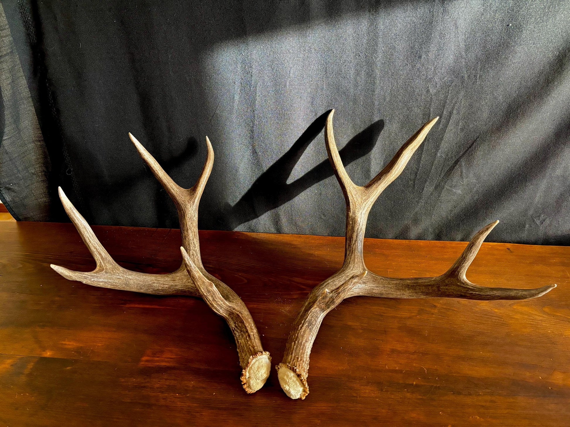 Classic Mule deer Antler Set! Northern Canada Deer Antlers/Horns! For Crafting, Decor and Much More!