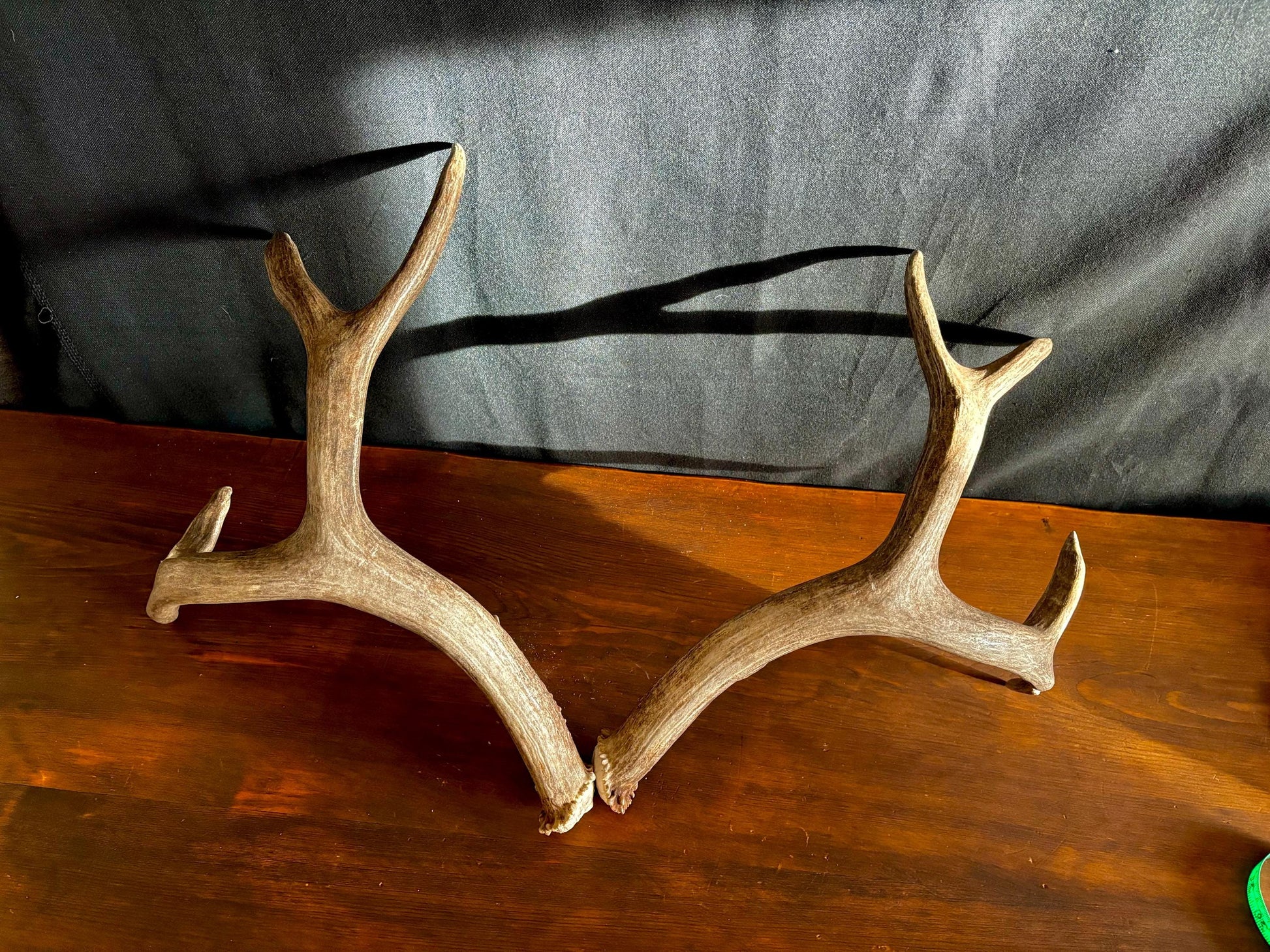 Classic Mule deer Antler Set! Northern Canada Deer Antlers/Horns! For Crafting, Decor and Much More!