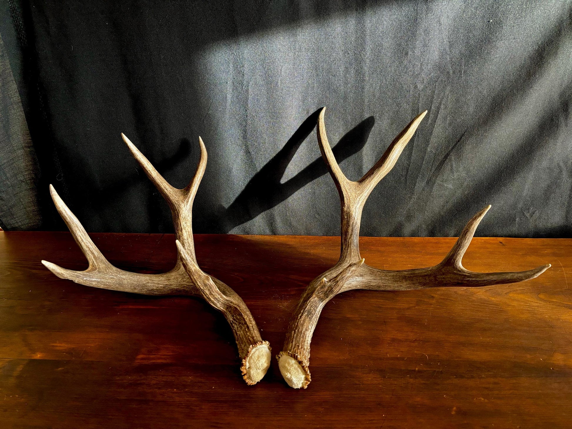 Classic Mule deer Antler Set! Northern Canada Deer Antlers/Horns! For Crafting, Decor and Much More!