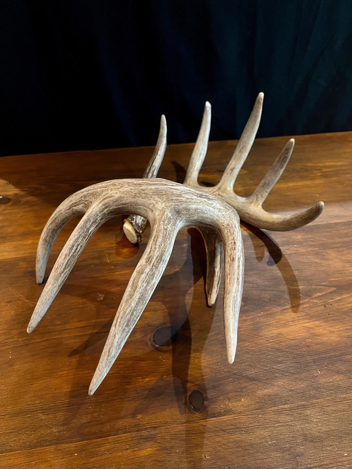 Premium X-Large White-tail Deer Antlers! Highest Quality Decorative Antlers. From Wild Canadian Whitetailed deer. Naturally Shed