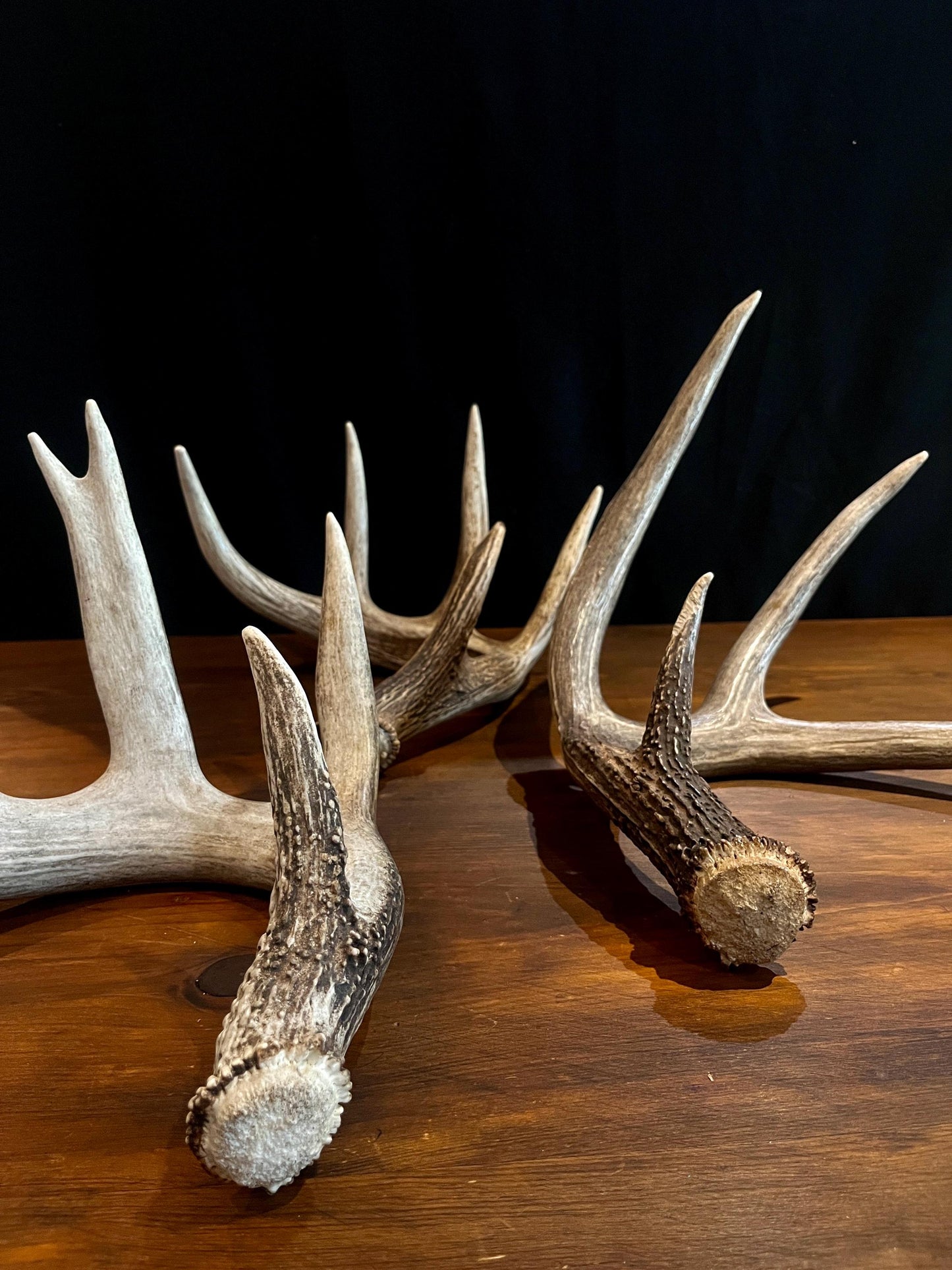 Premium X-Large White-tail Deer Antlers! Highest Quality Decorative Antlers. From Wild Canadian Whitetailed deer. Naturally Shed