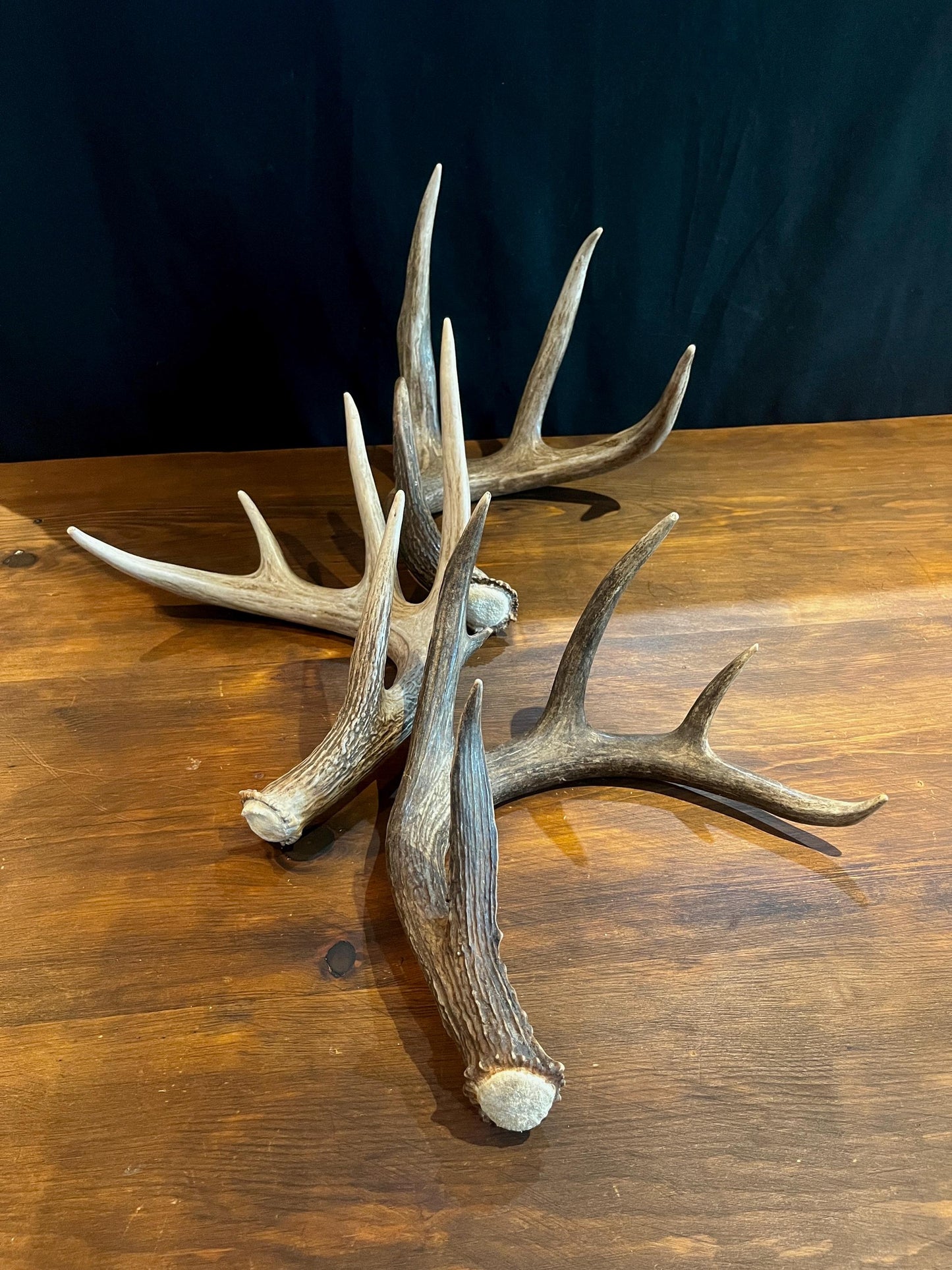 Premium X-Large White-tail Deer Antlers! Highest Quality Decorative Antlers. From Wild Canadian Whitetailed deer. Naturally Shed