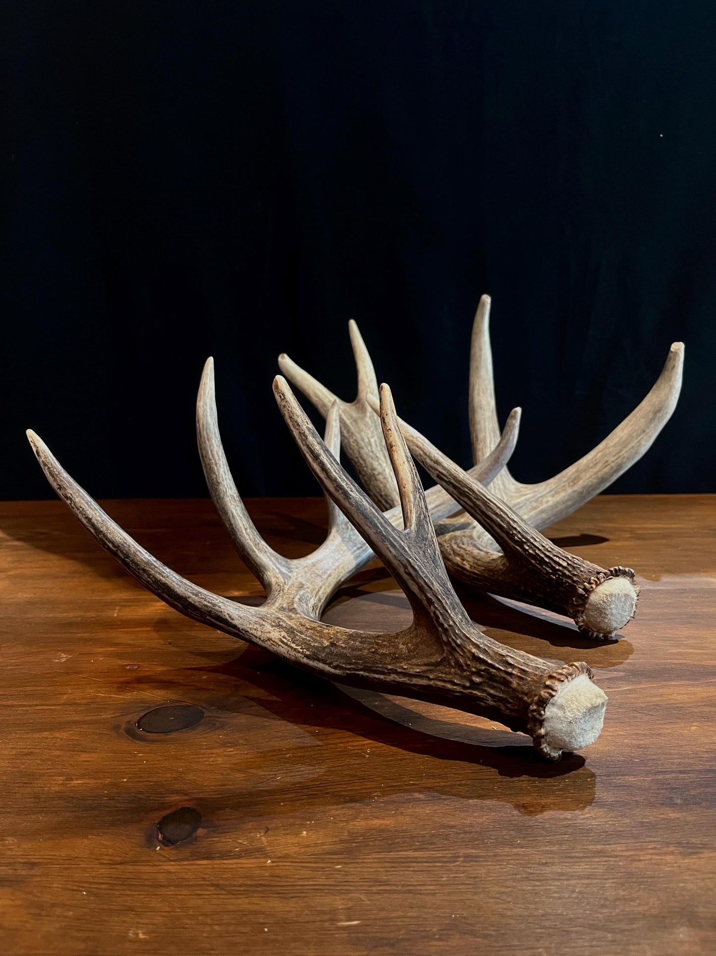 Premium X-Large White-tail Deer Antlers! Highest Quality Decorative Antlers. From Wild Canadian Whitetailed deer. Naturally Shed